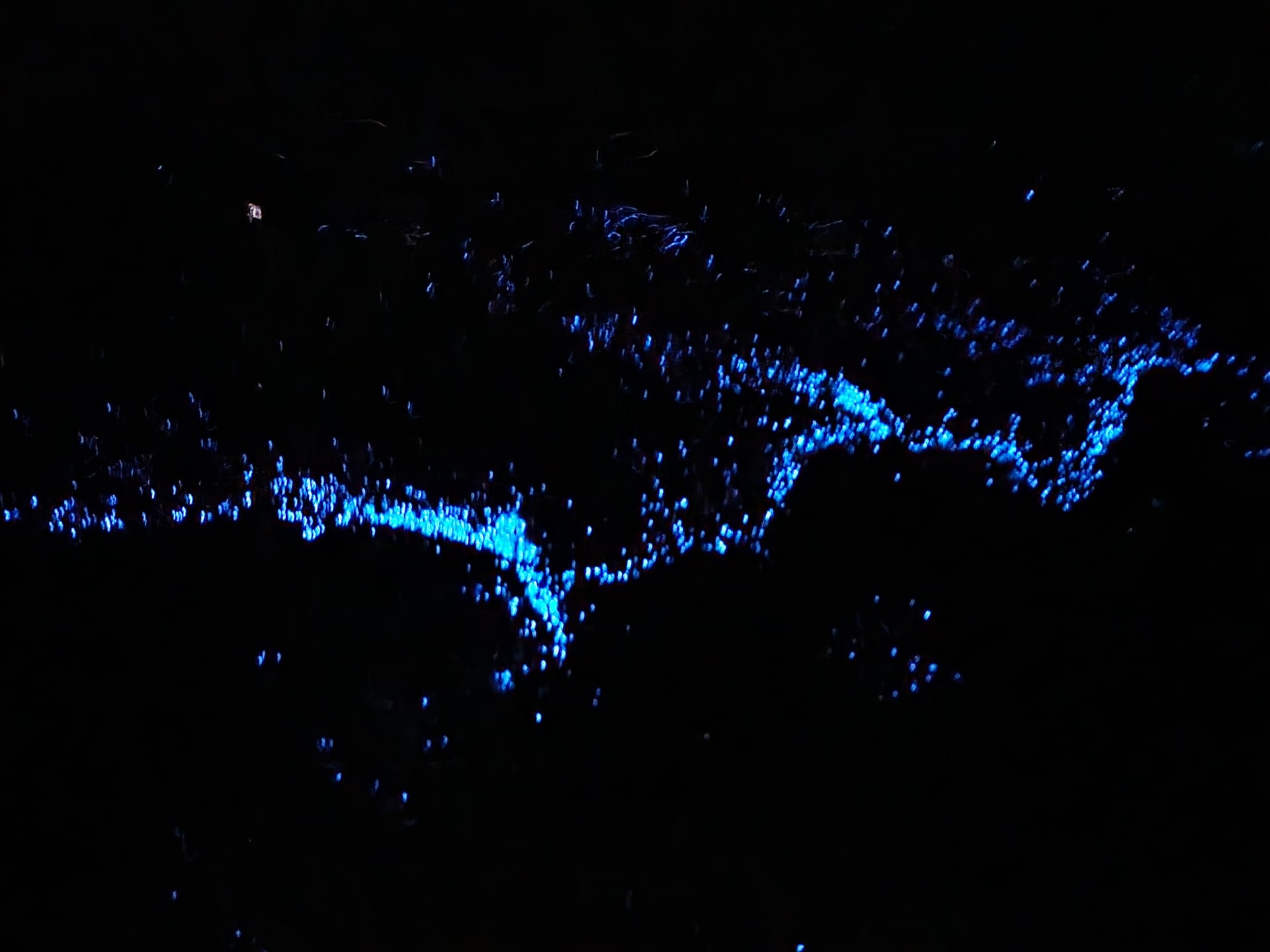 Sea Sparkle (Coastal Bioluminescence)