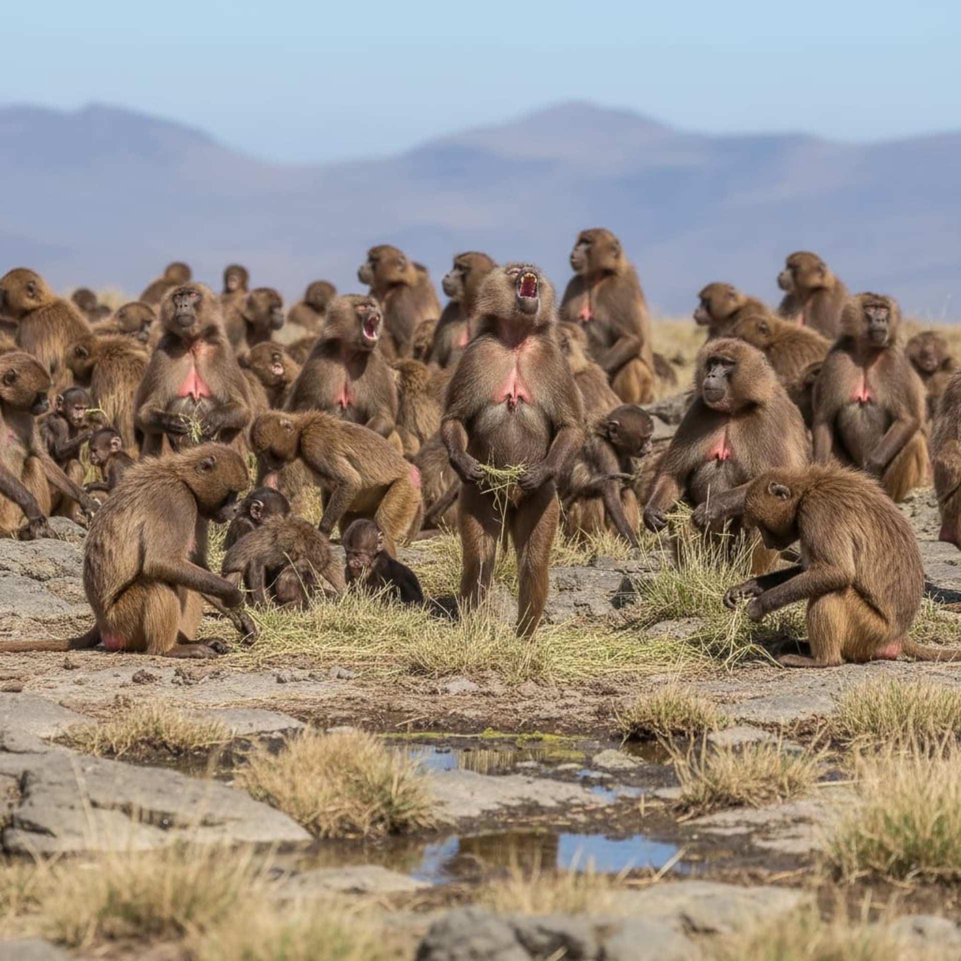 Simien Gelada Mating Chorus