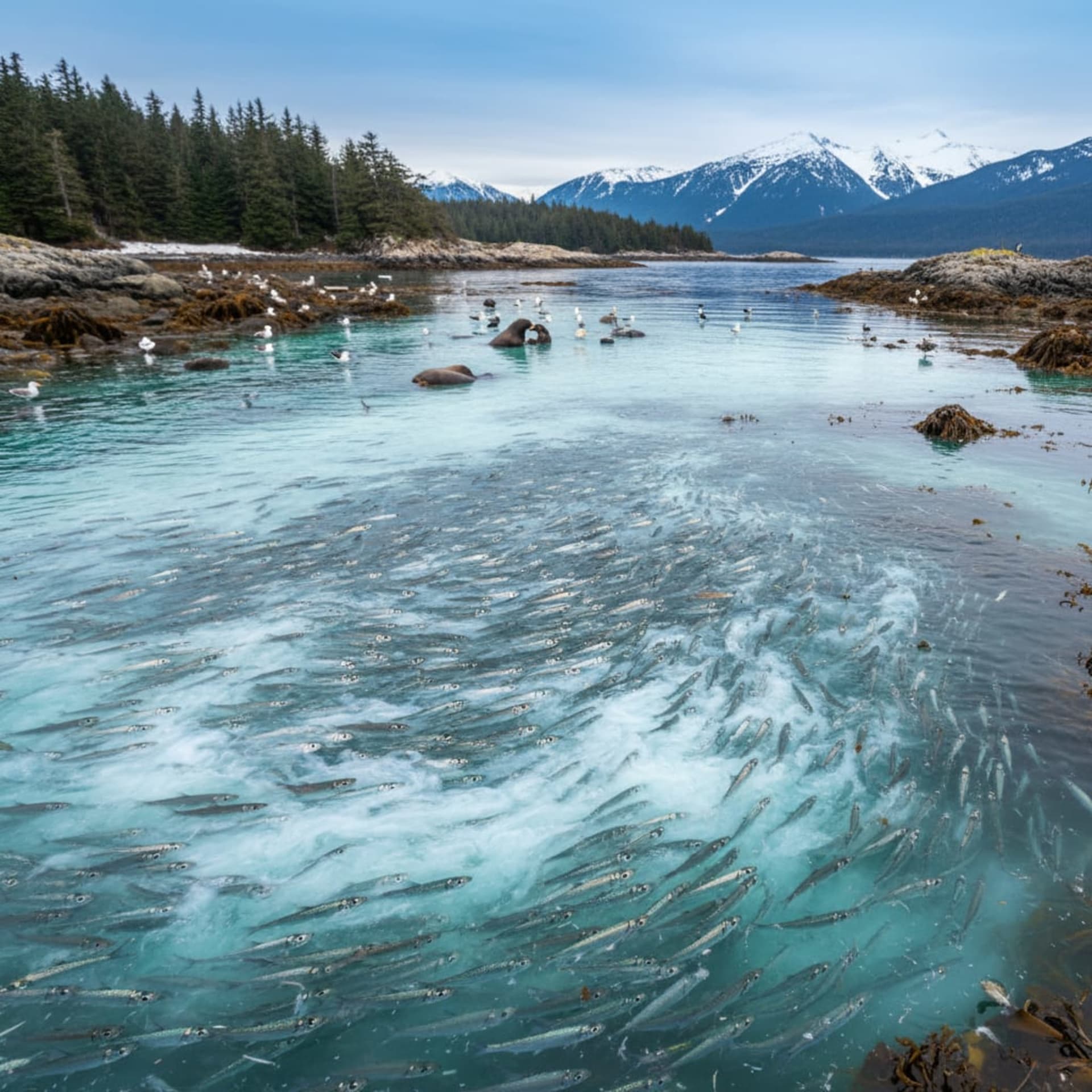 Sitka Sound Herring Spawn