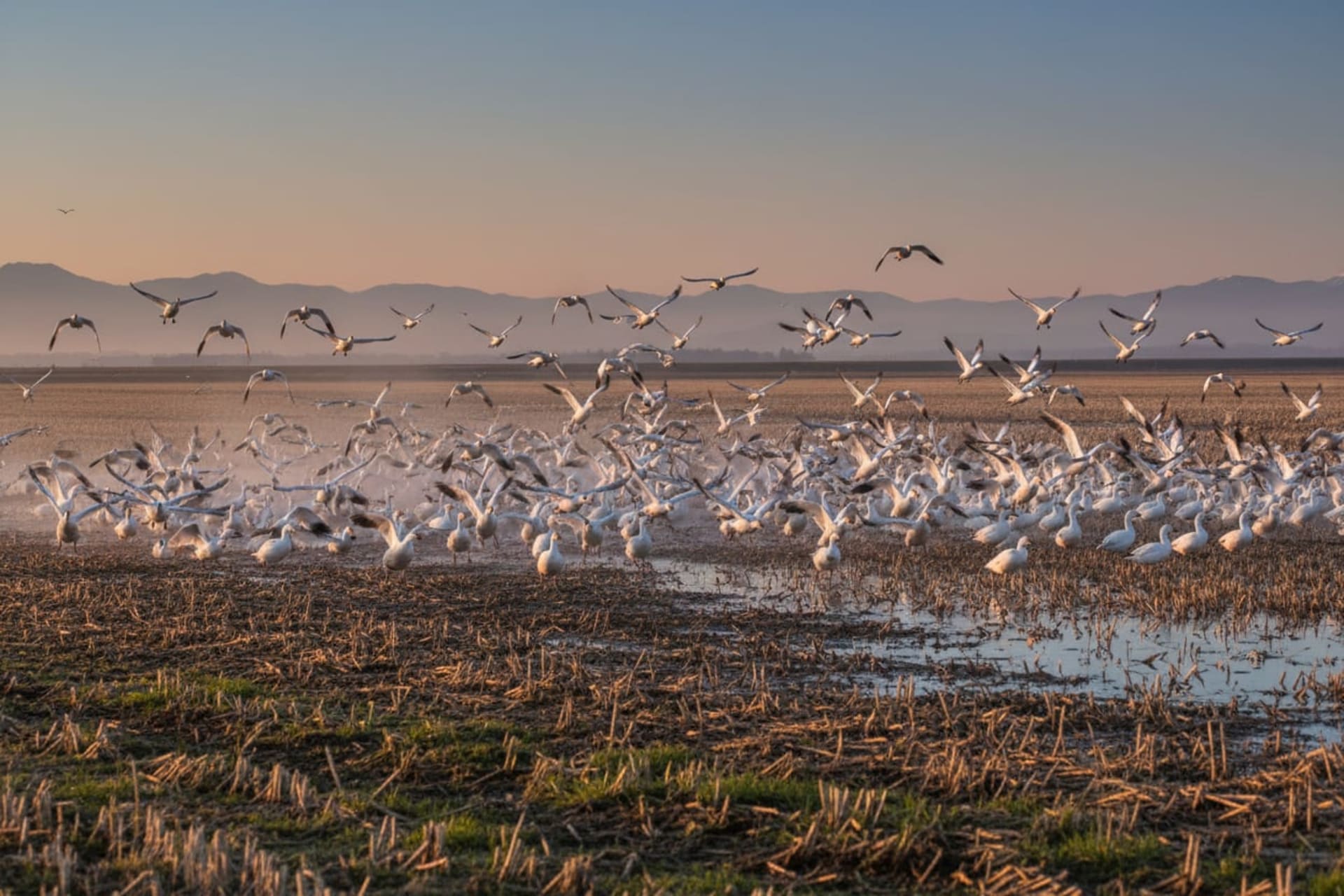 Skagit Valley Snow Goose Blastoff