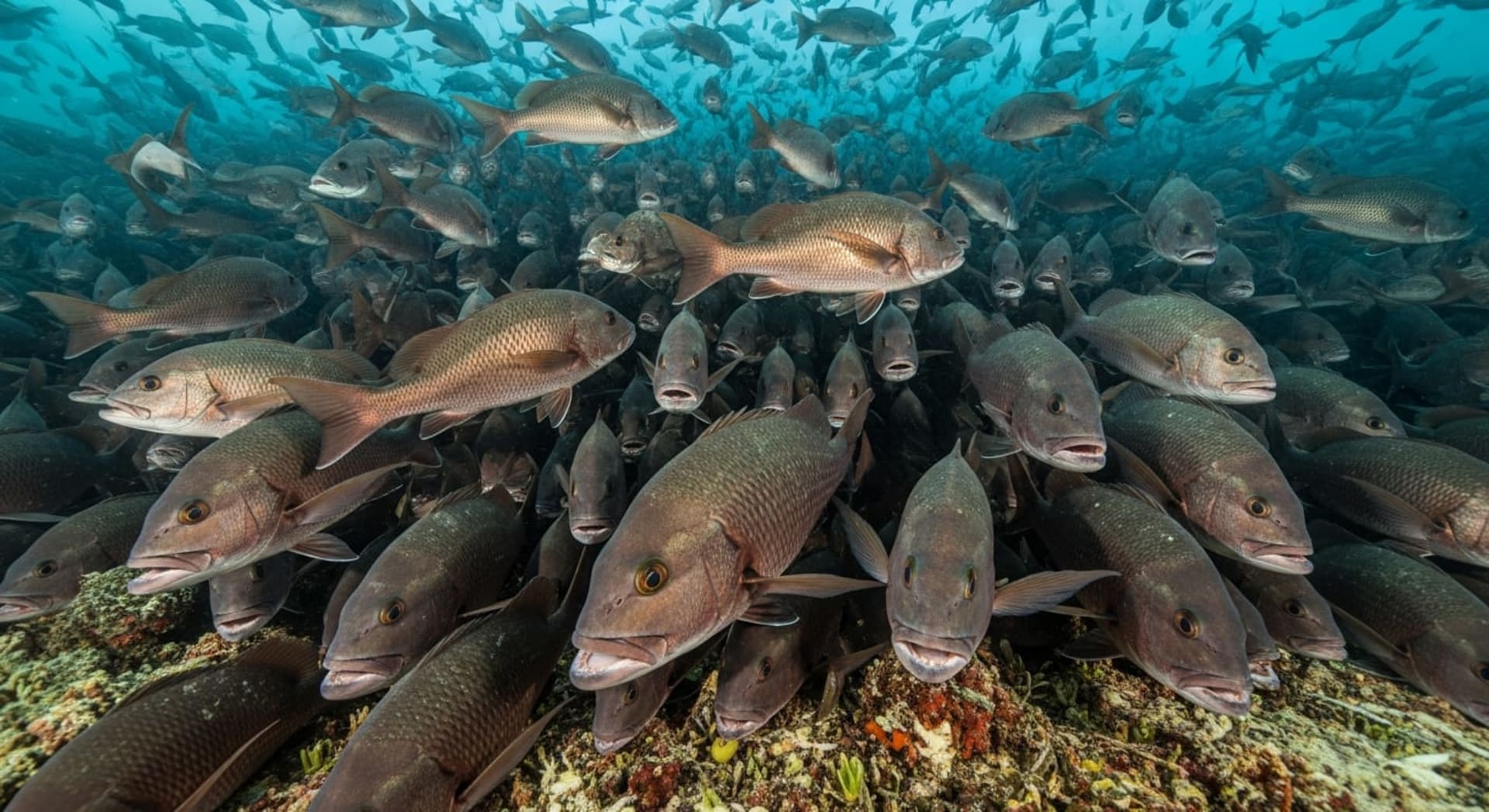 Turneffe Atoll Cubera Snapper Spawning Aggregation