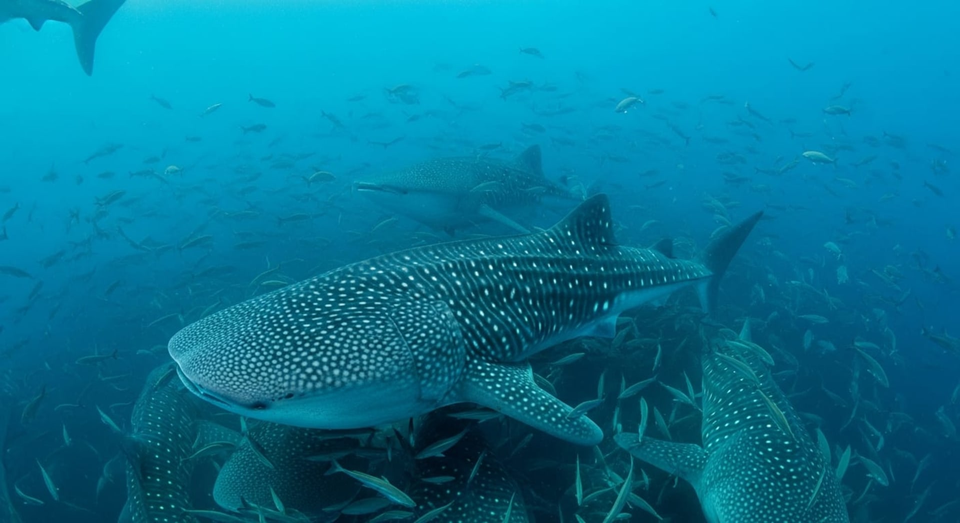 Whale Shark Aggregations