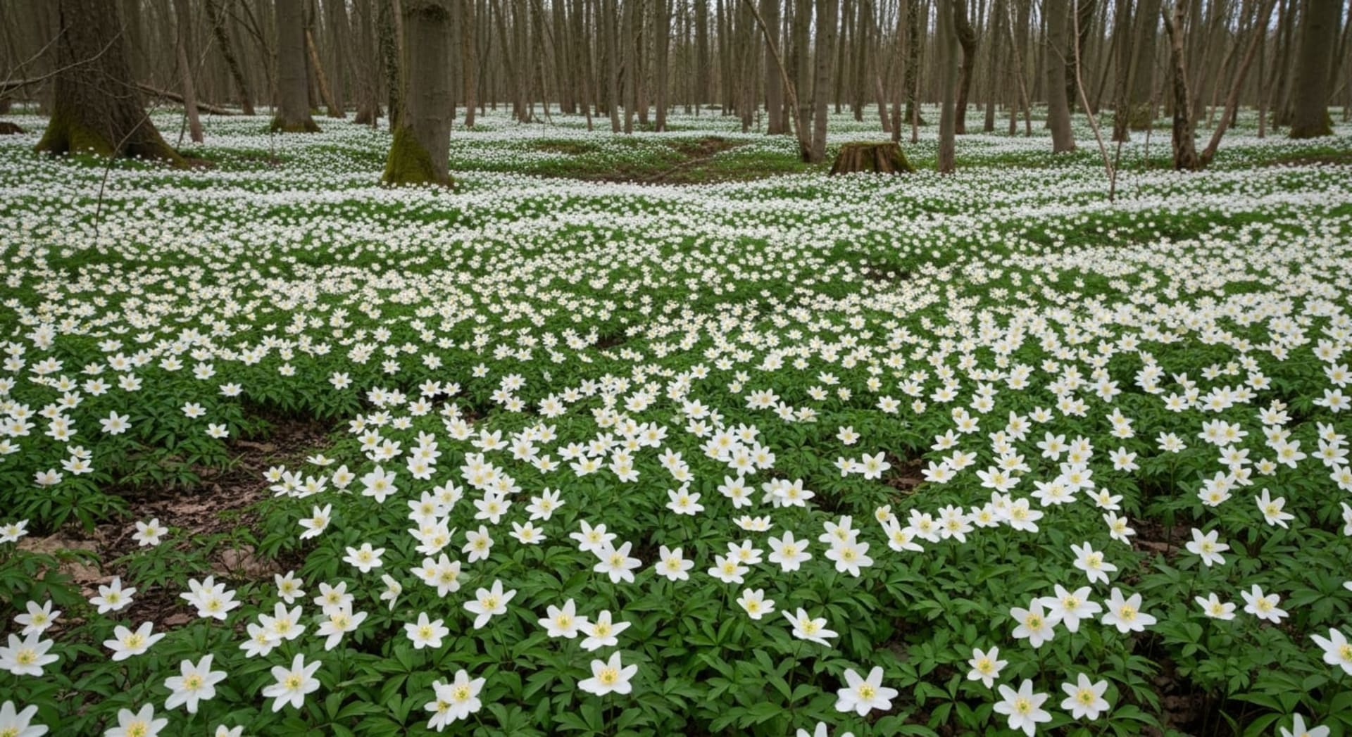 Wye Valley Wood Anemone Carpets