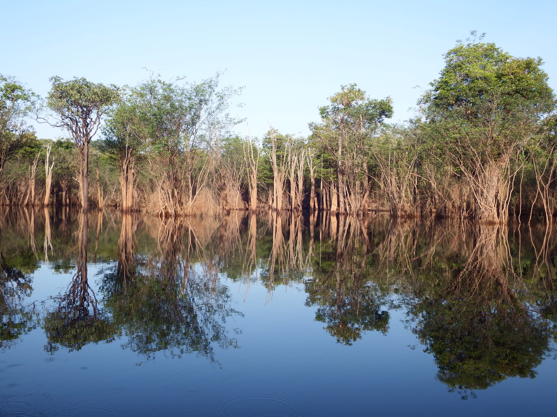 Amazon Igapó Flooded Forest Canopy Season