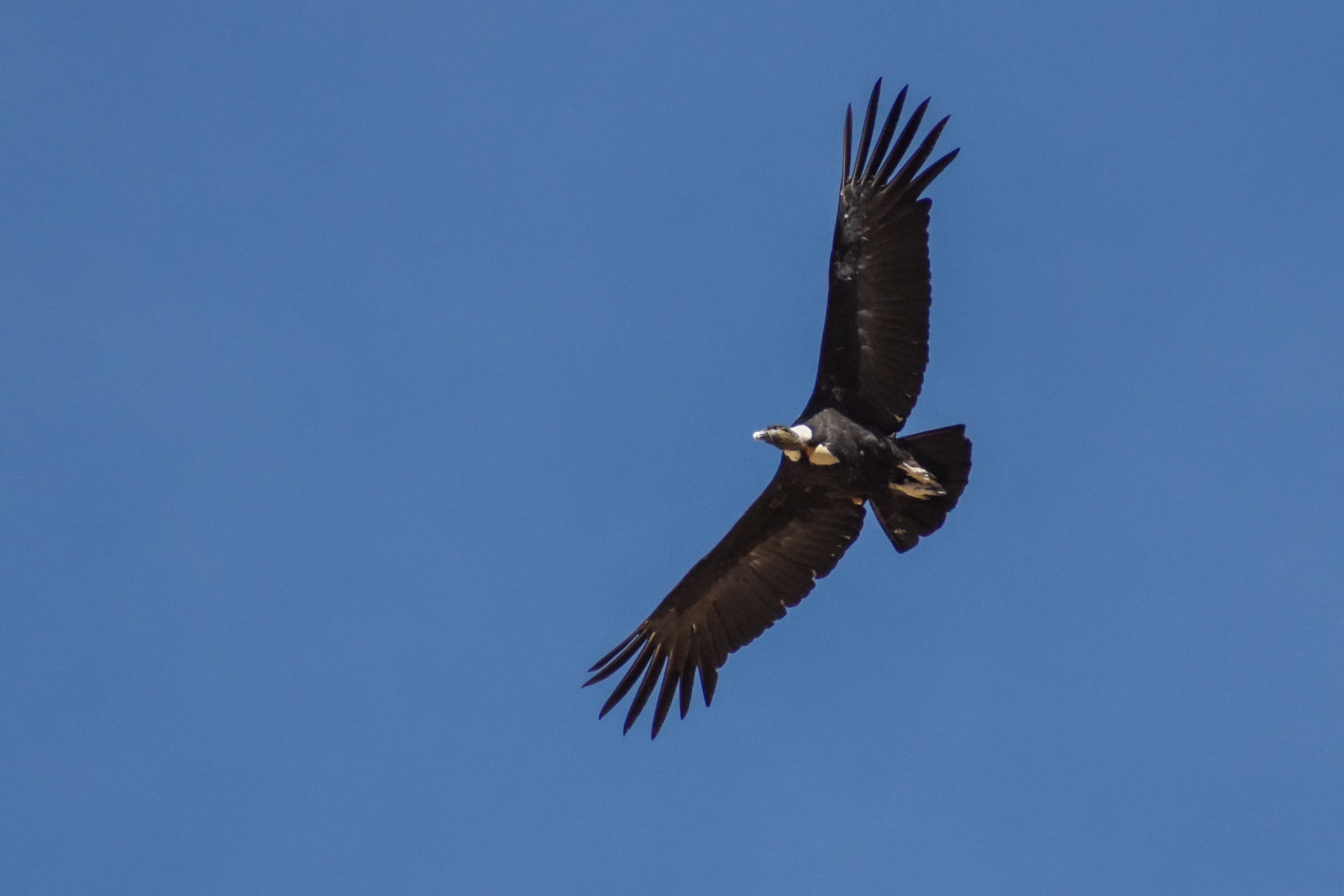 Andean Condor Thermals in Mendoza