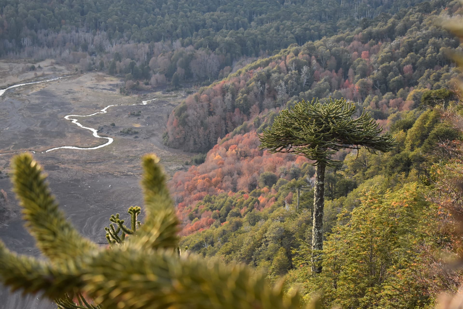 Araucaria Monkey Puzzle Pine Nut Harvest