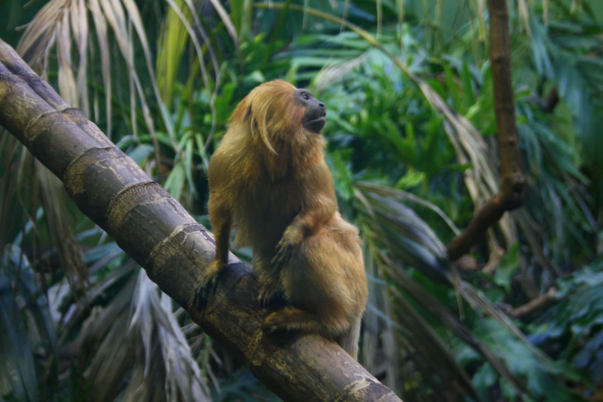 Atlantic Forest Golden Lion Tamarin Baby Season