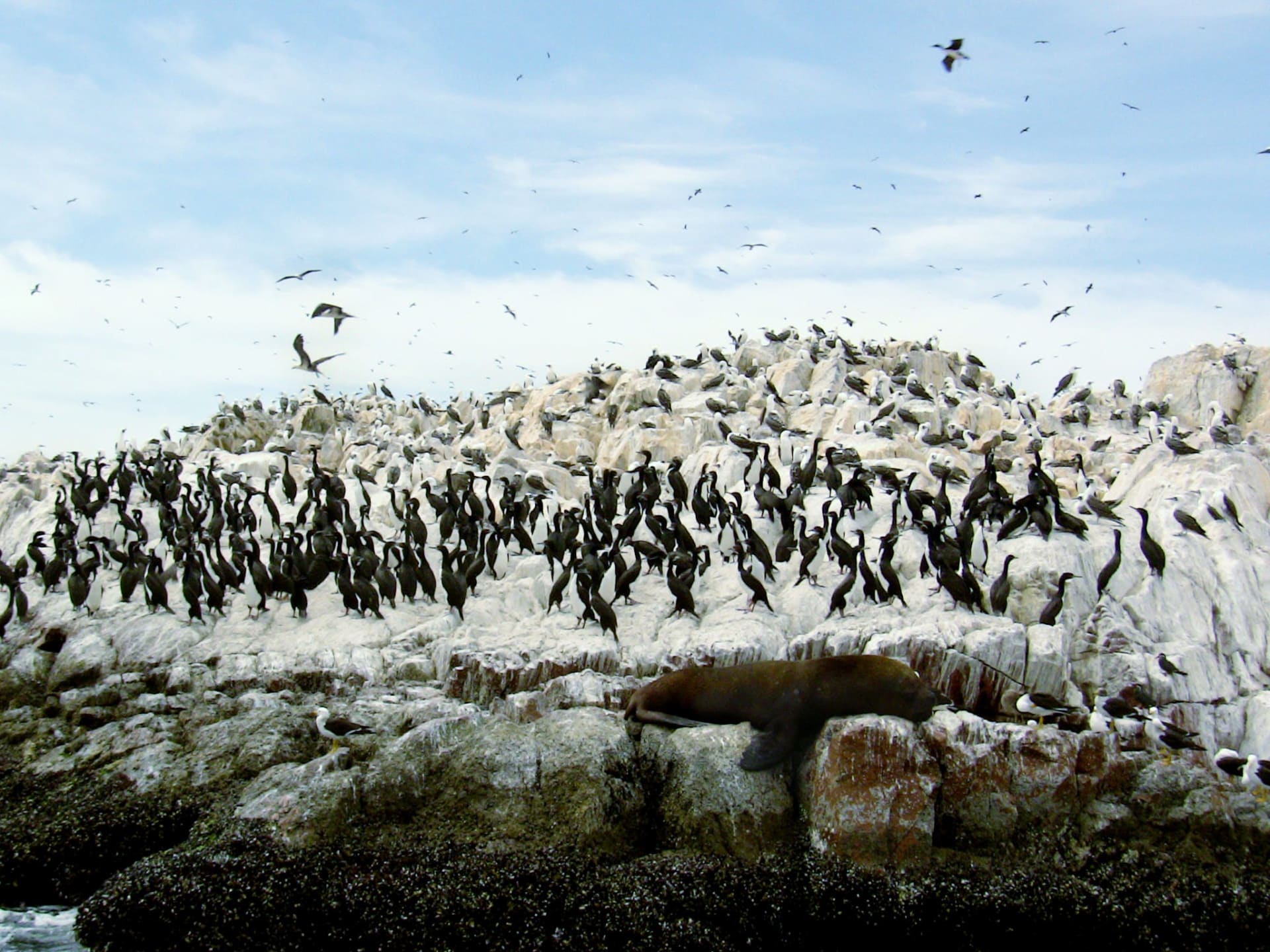 Ballestas Islands Guano Bird Mega Colony