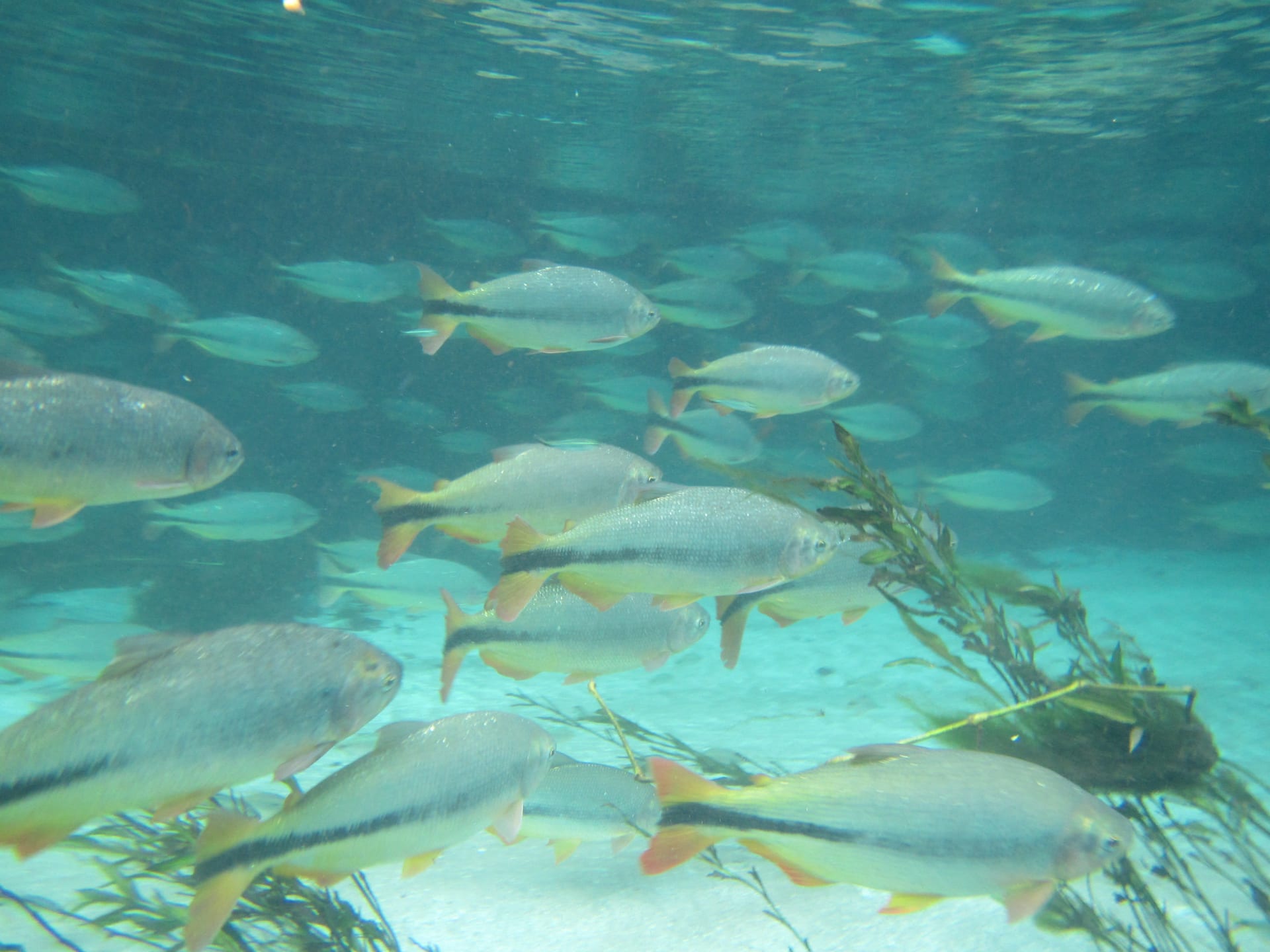 Crystal River Manatee Gathering