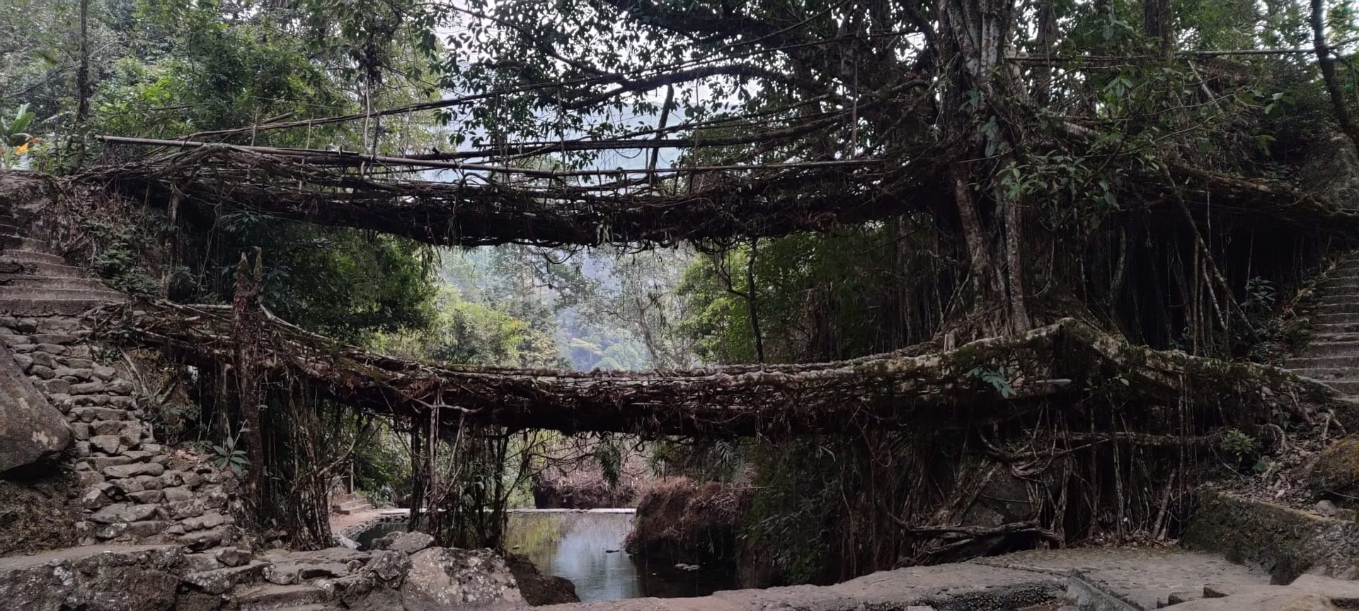 Cherrapunji Living Root Bridges - Monsoon Peak