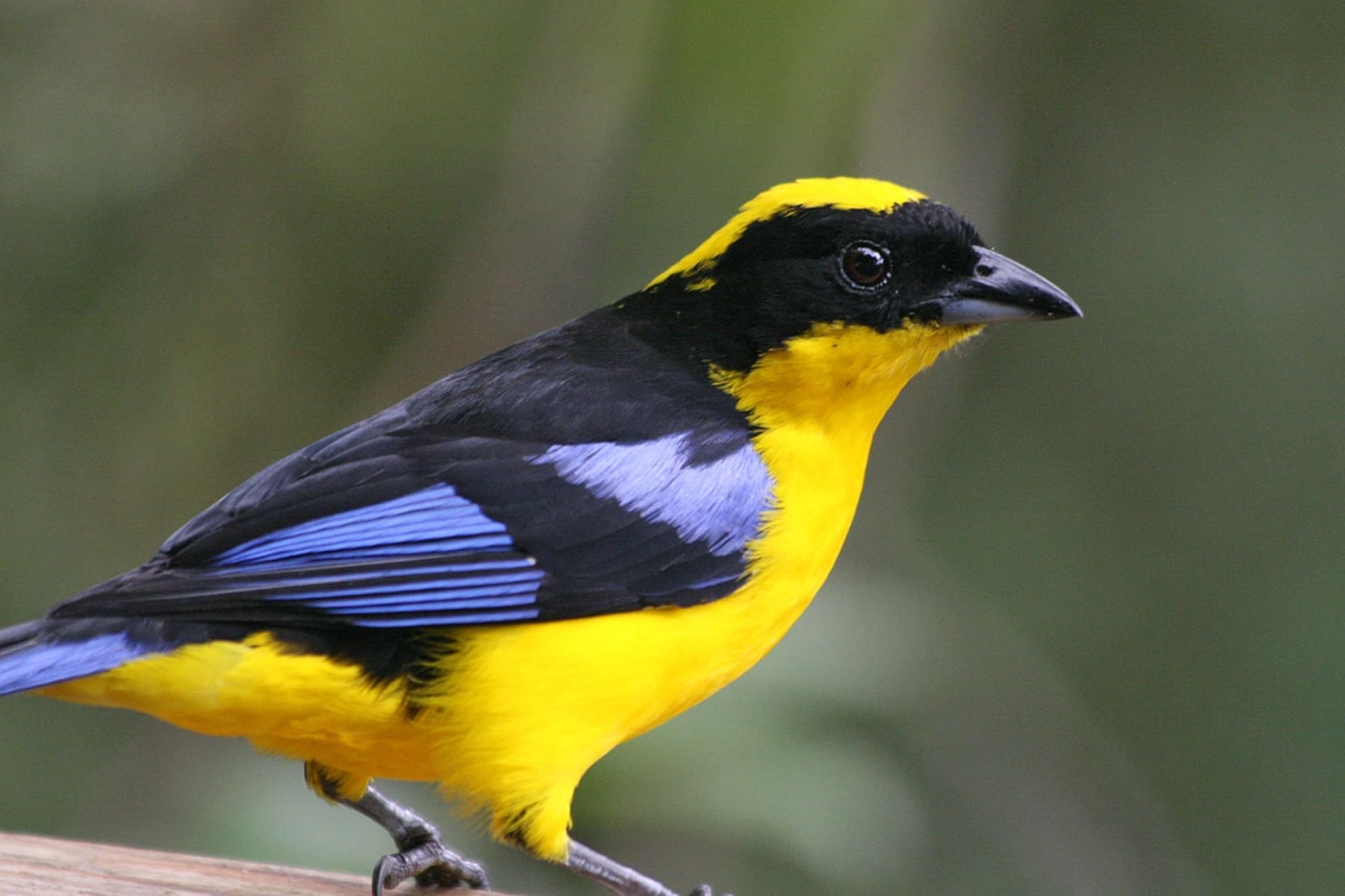 Cusco Cloud Forest Tanager Wave Season
