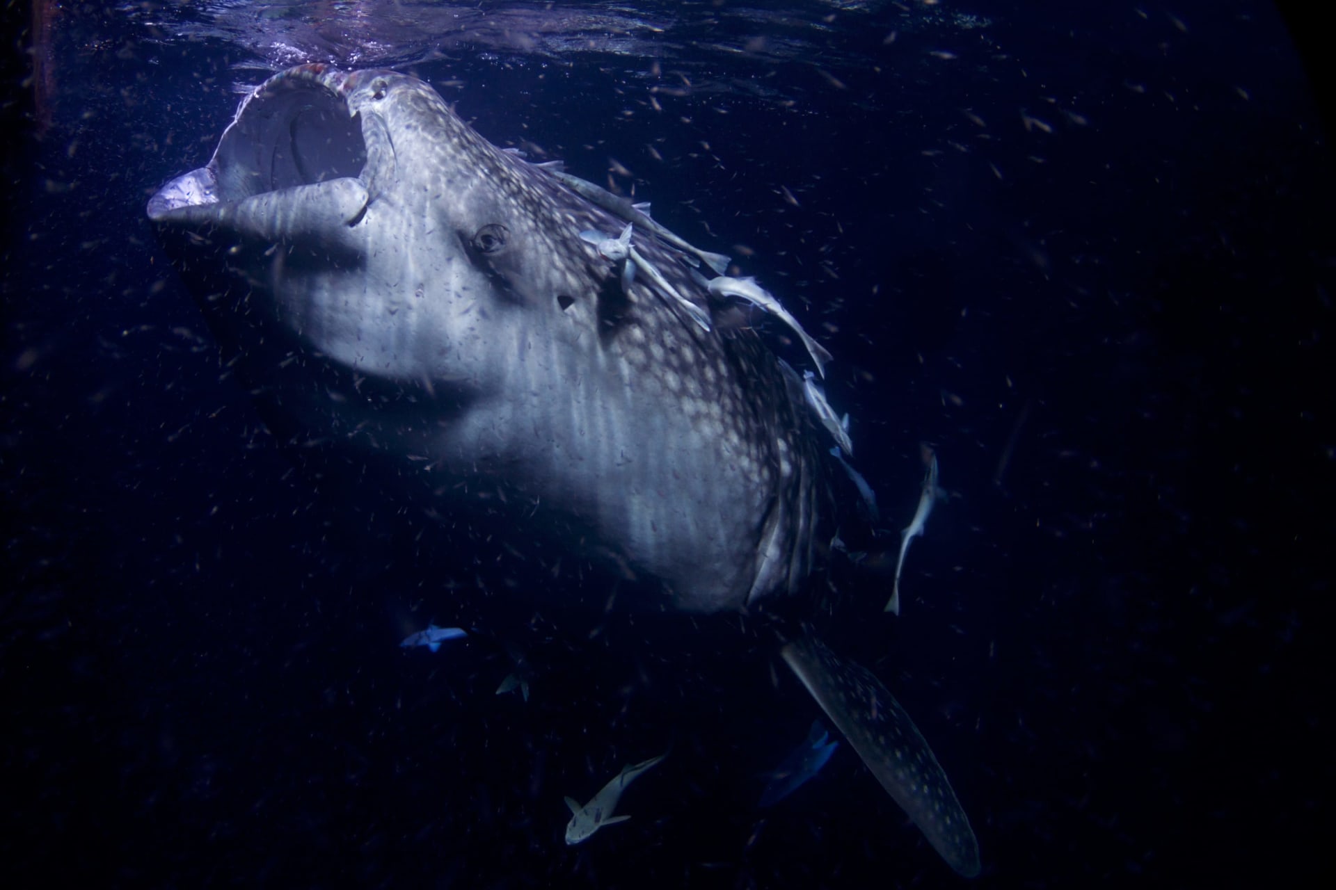 Darwin Island Whale Shark Aggregation