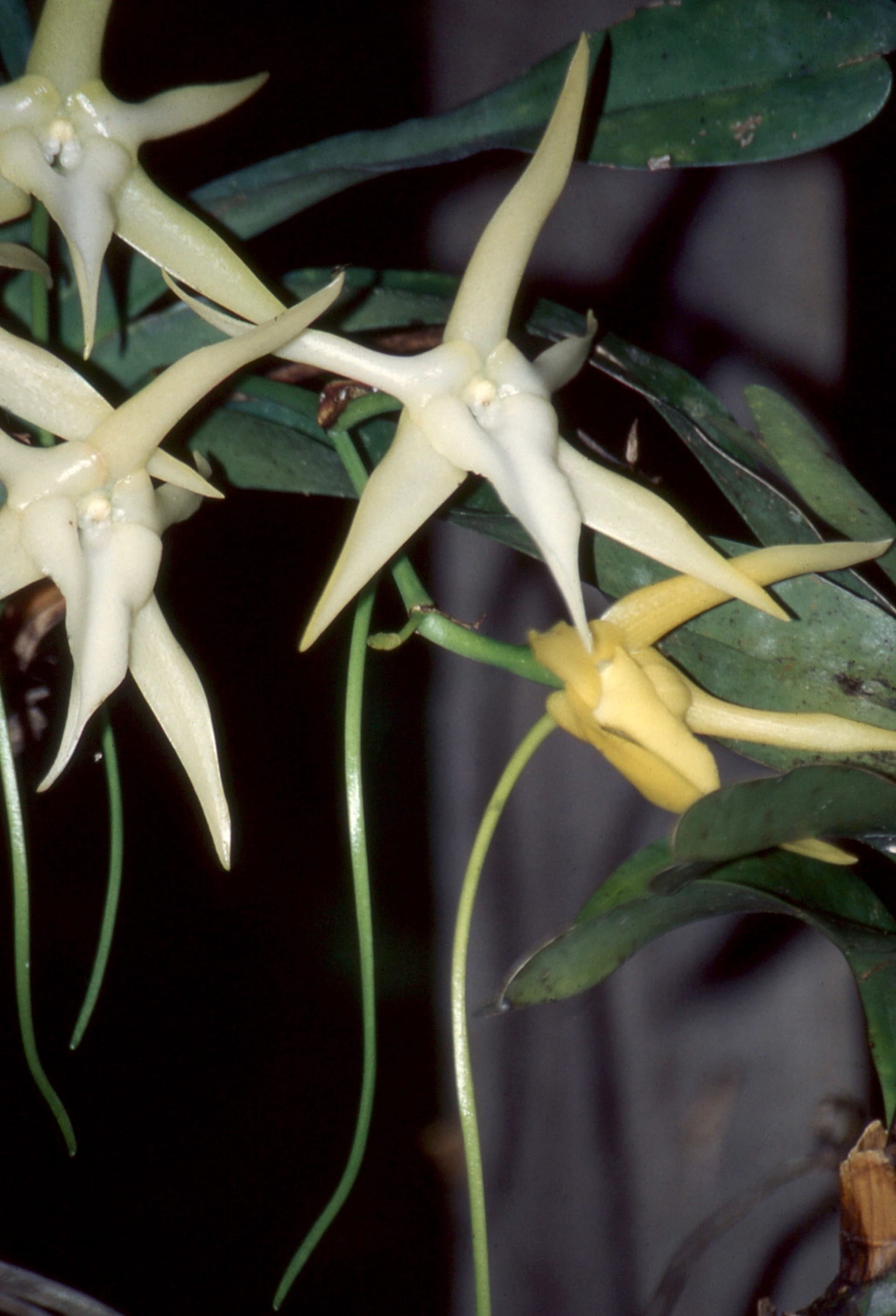 Darwin's Orchid Bloom (Andasibe)