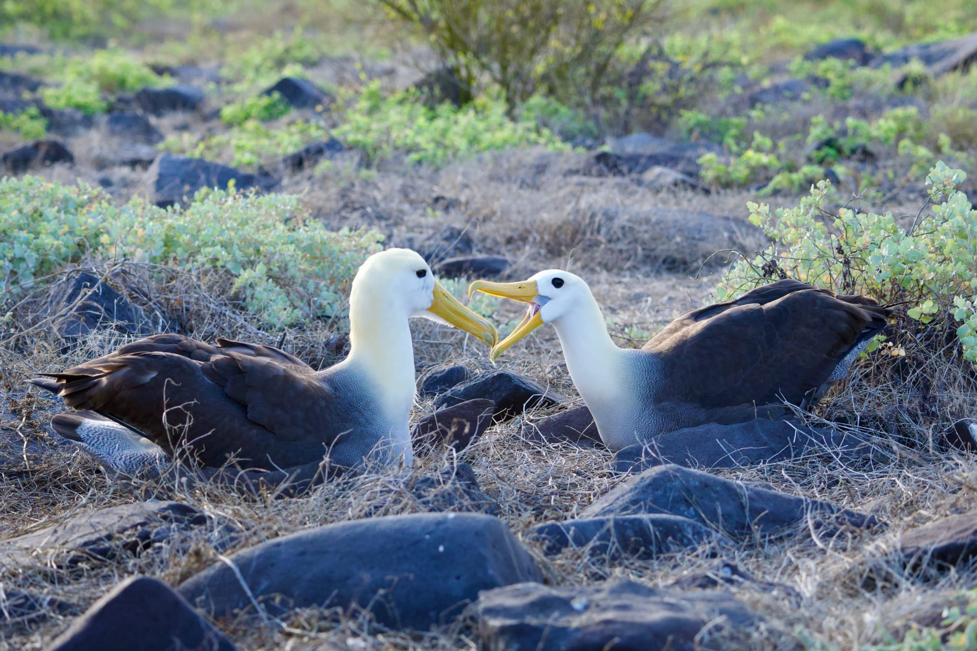 Espanola Waved Albatross Courtship Season