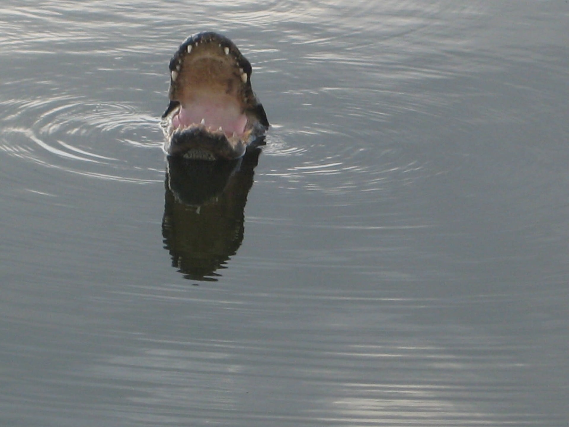 Everglades alligator courtship bellowing