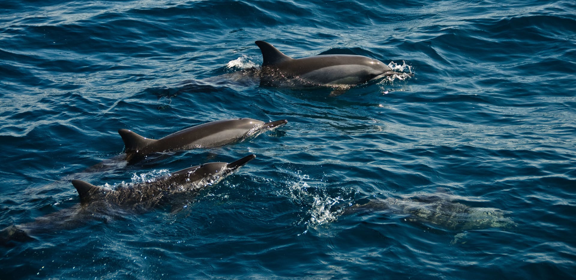 Fernando de Noronha Spinner Dolphin Bay Gathering