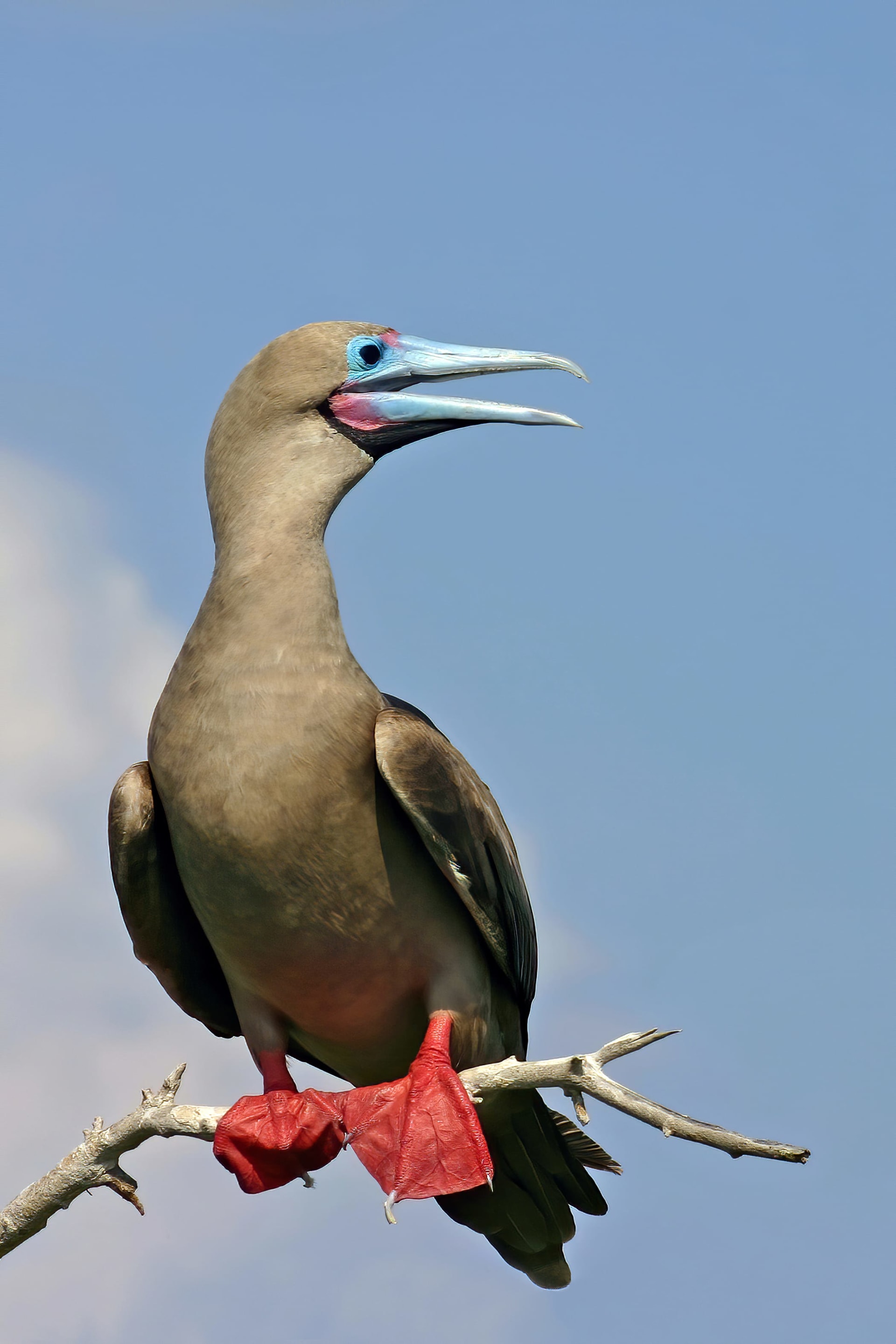 Galapagos Red-footed Booby Nesting on Genovesa Island