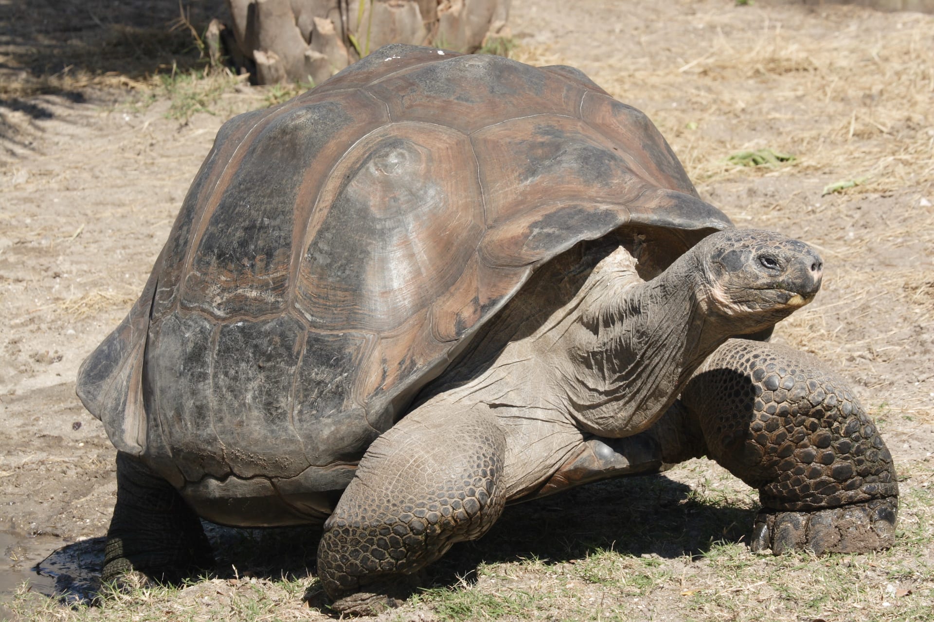 Galápagos Giant Tortoise Hatching Season