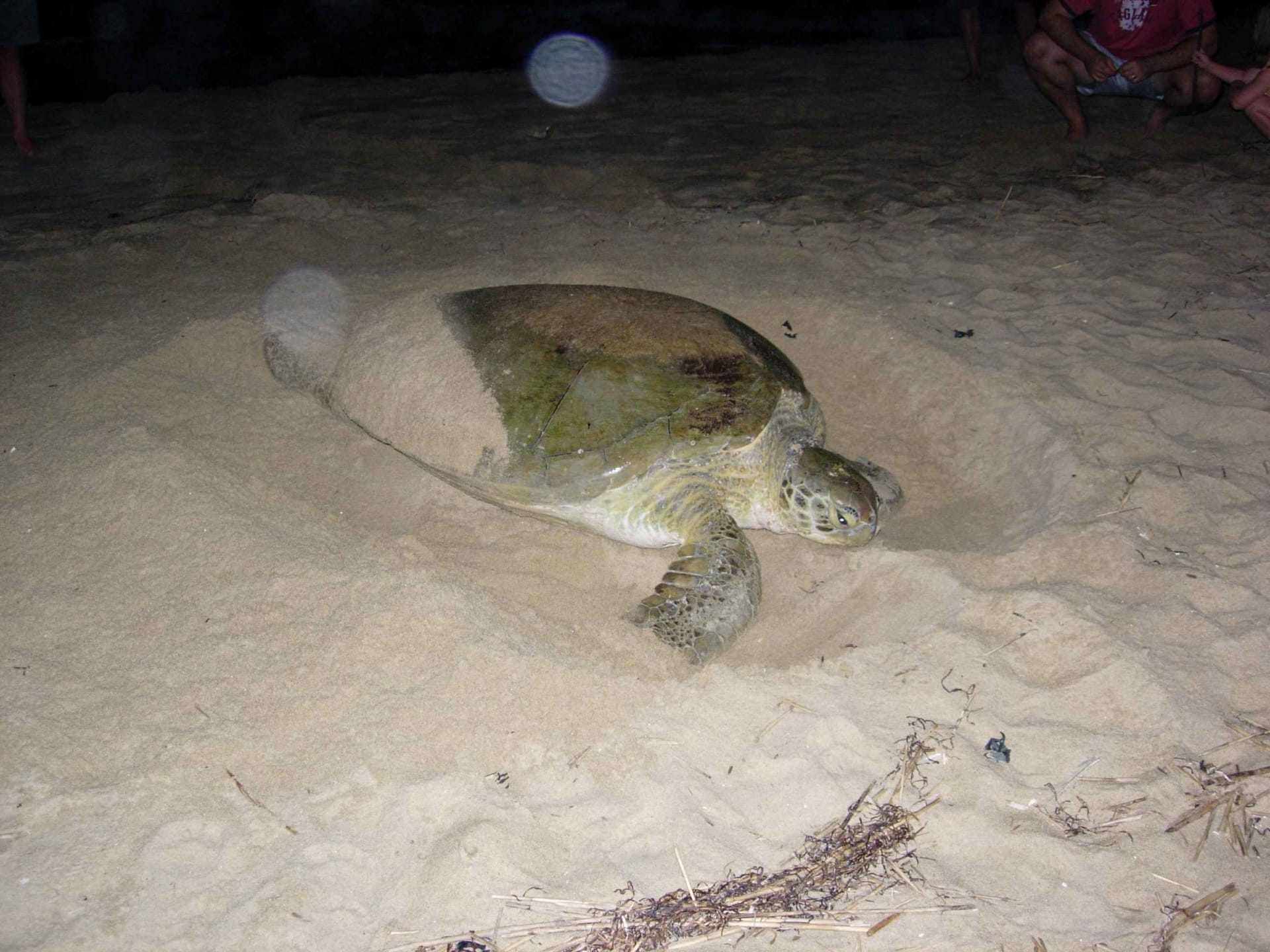 Galápagos Green Sea Turtle Nesting Season
