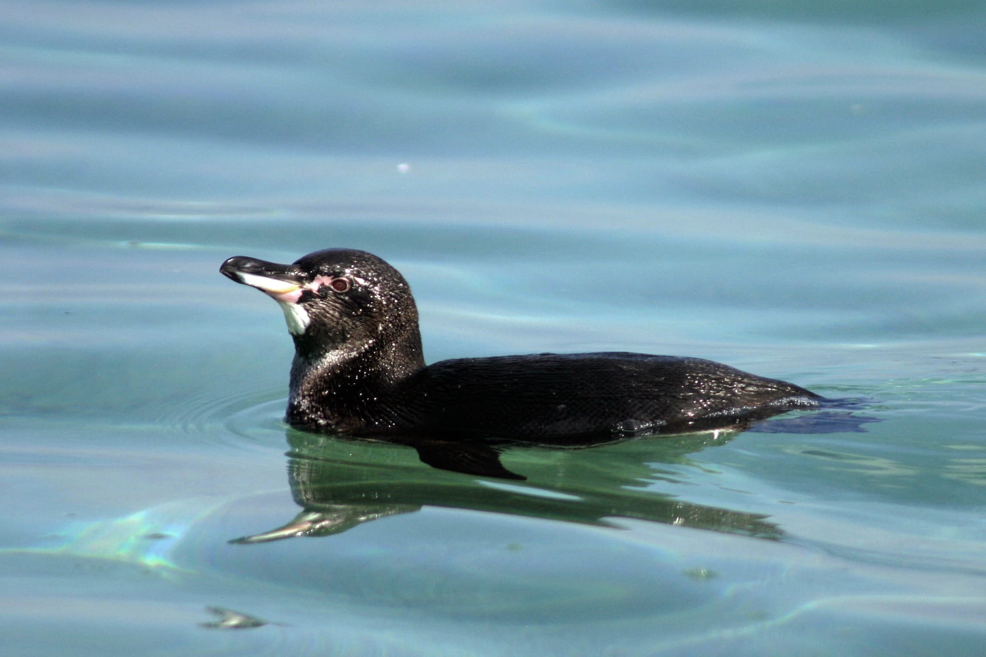 Galápagos Penguin Breeding Season