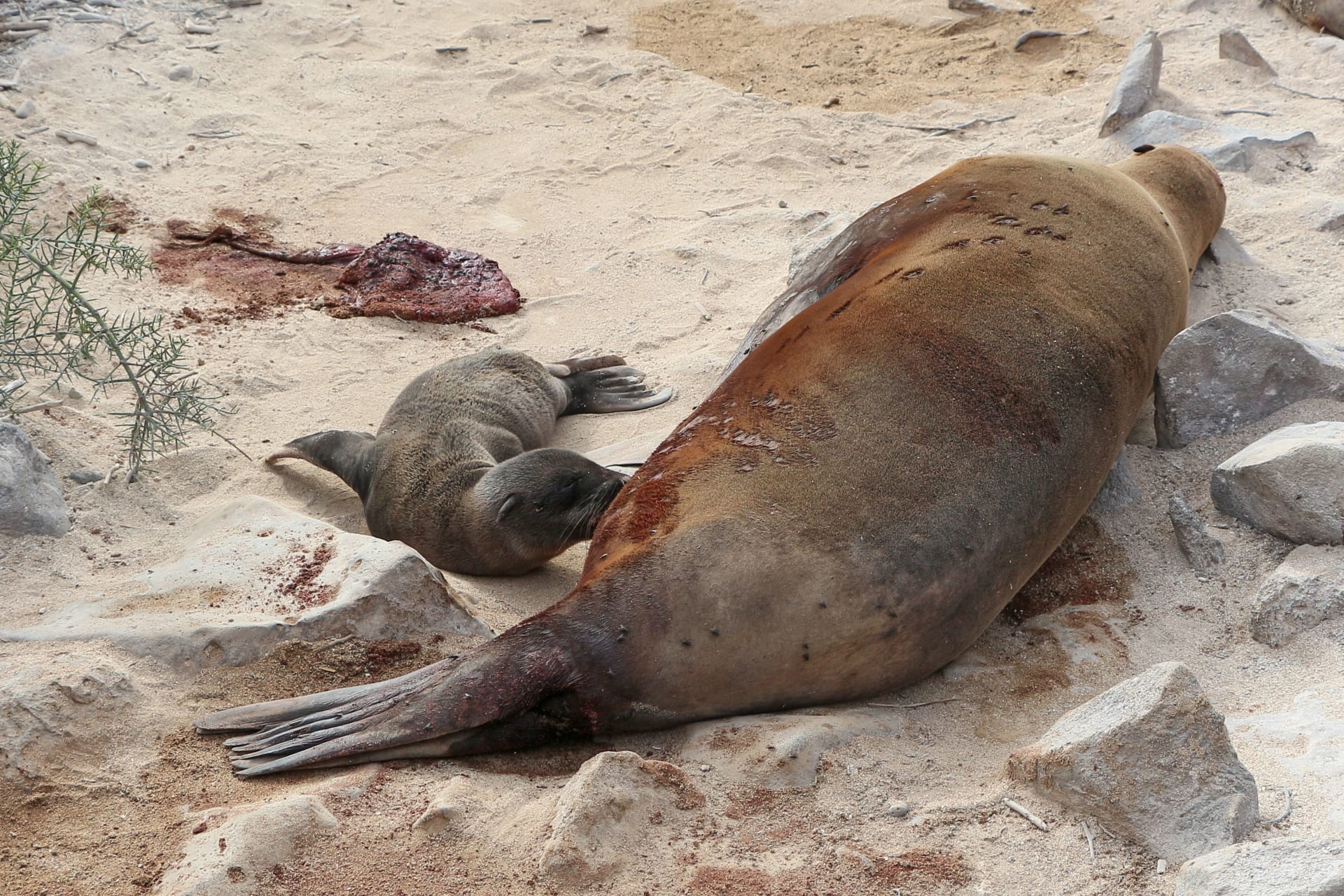 Galápagos Sea Lion Pupping Season