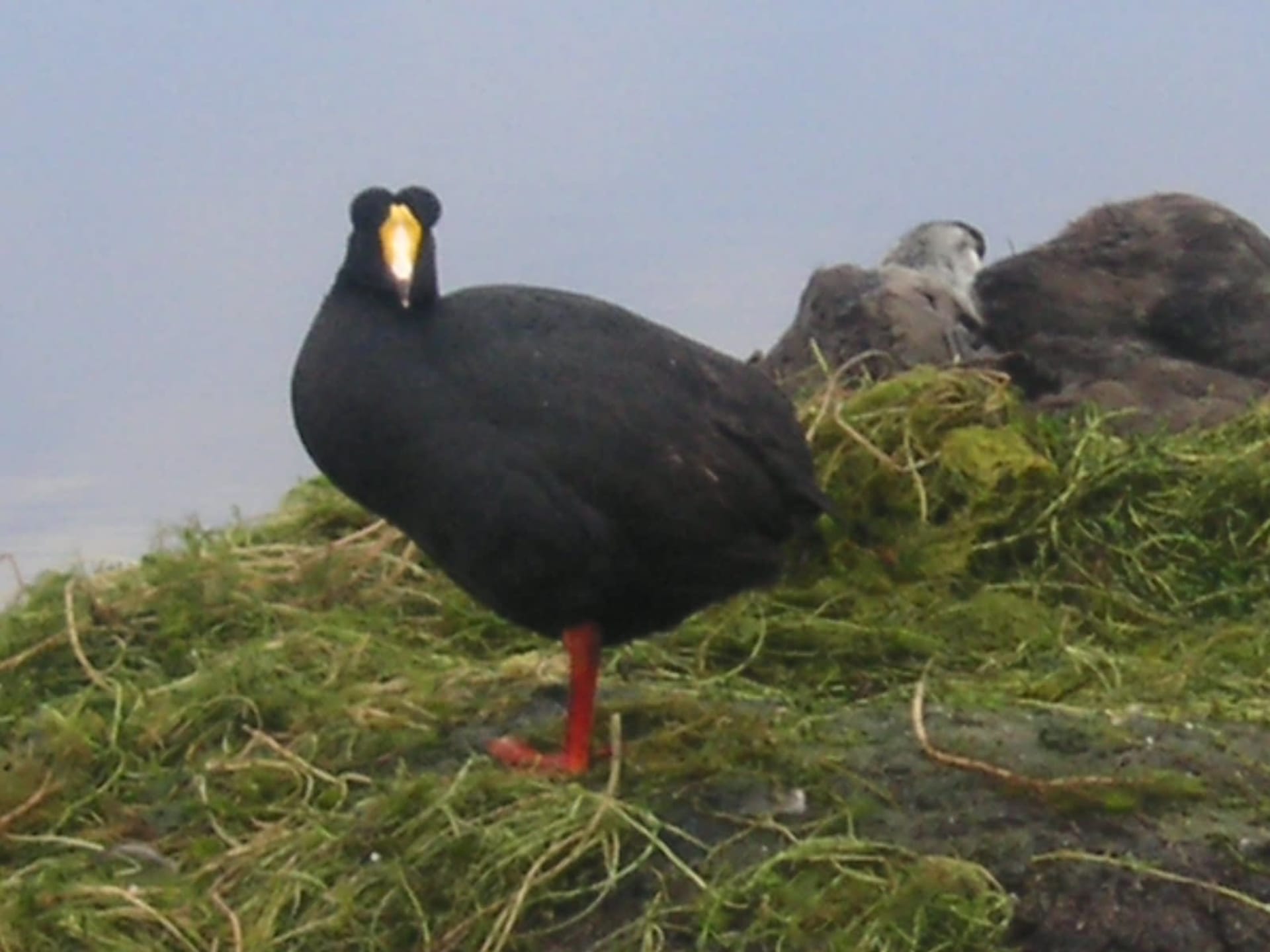 Giant Coot Nesting Season at Lake Junín