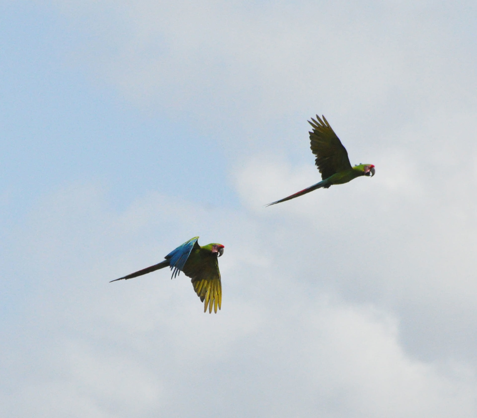 Great Green Macaw Post-Breeding Mountain Migration
