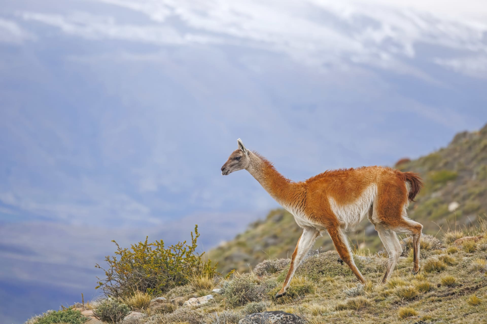 Guanaco Rutting Season