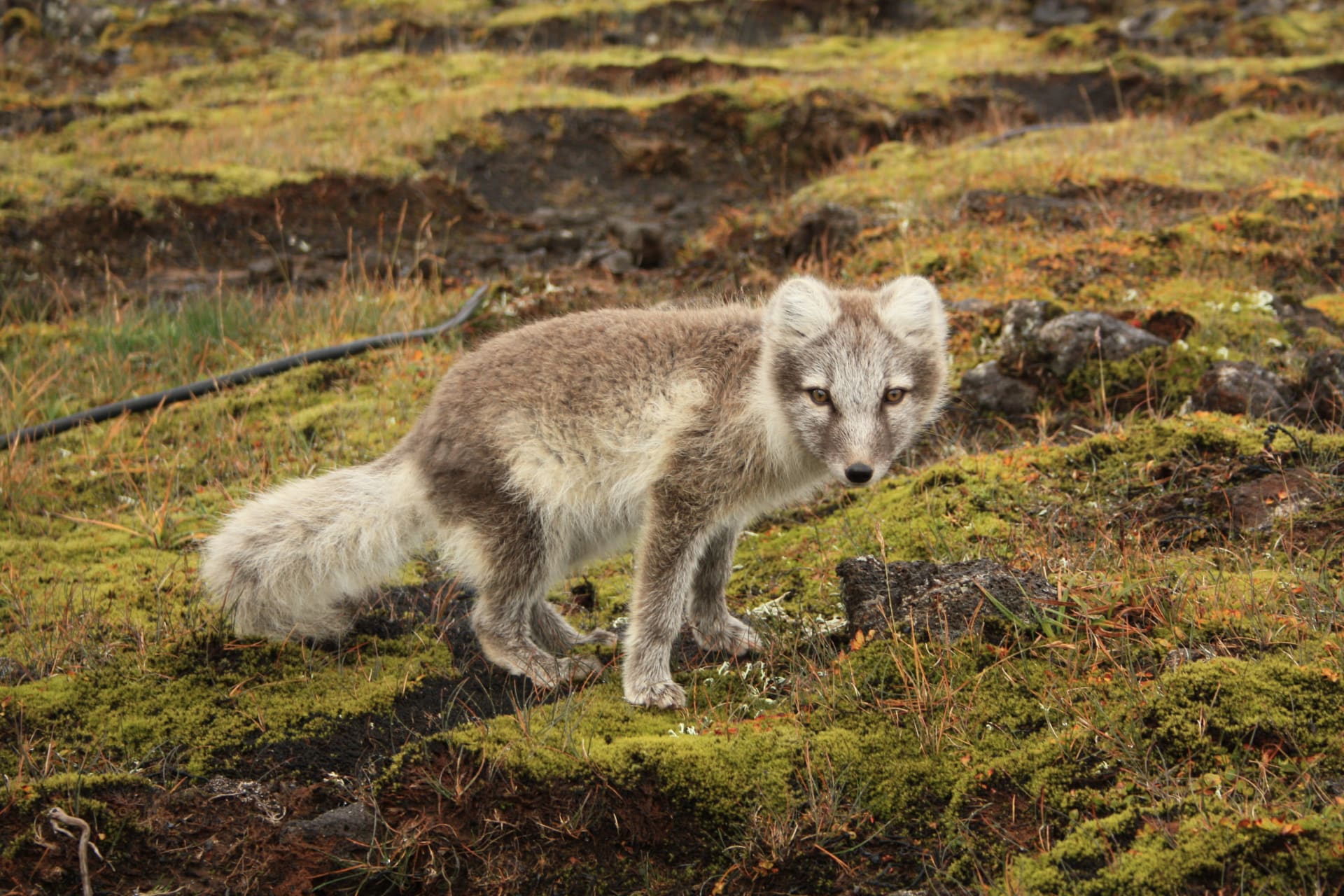 Hornstrandir Arctic Fox Cub Season