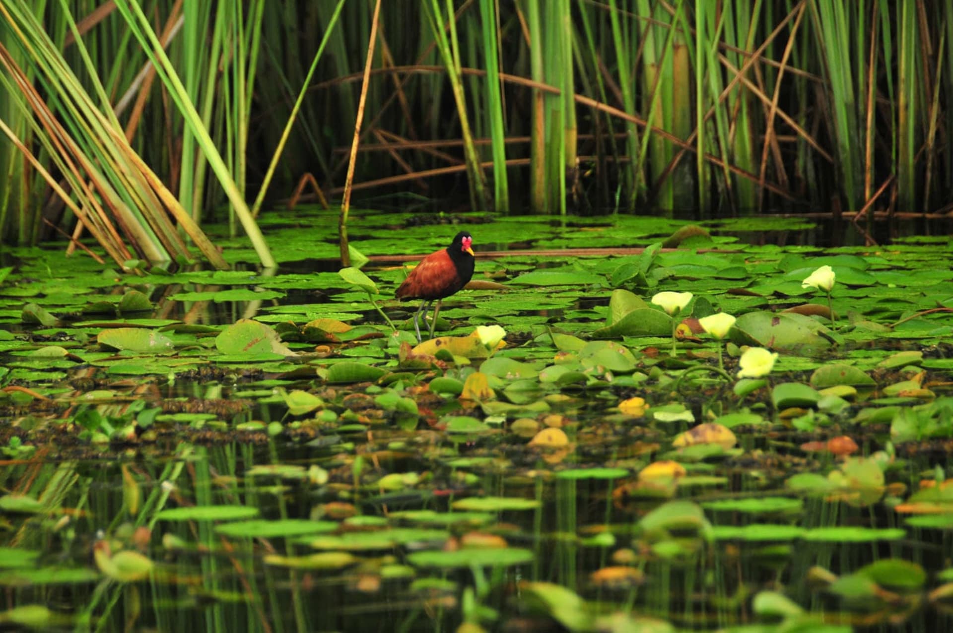Iberá Wetlands Marsh Bird Breeding Season