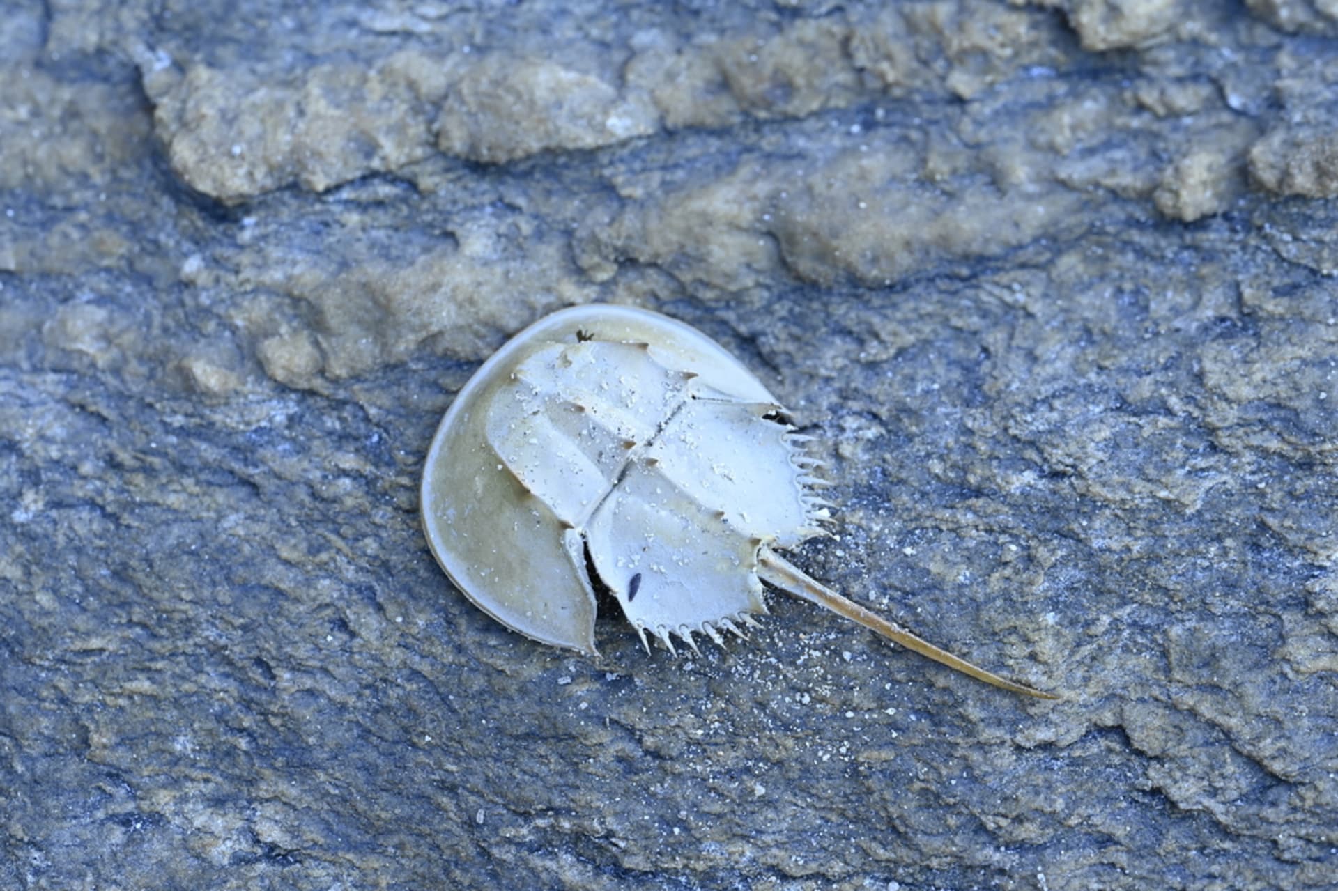 Kasaoka Bay Tri-spine Horseshoe Crab Spawning