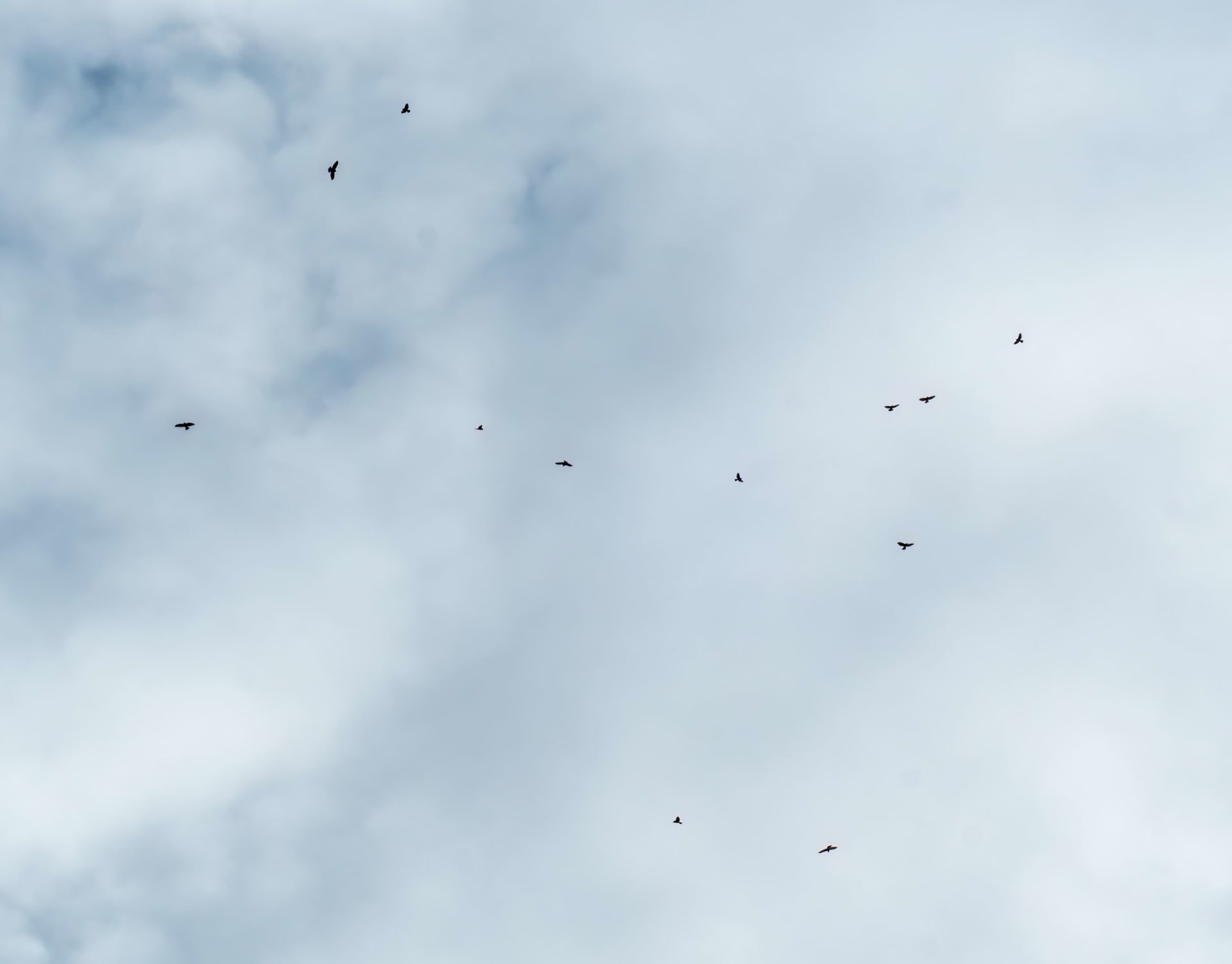 Kekoldi Raptor Migration