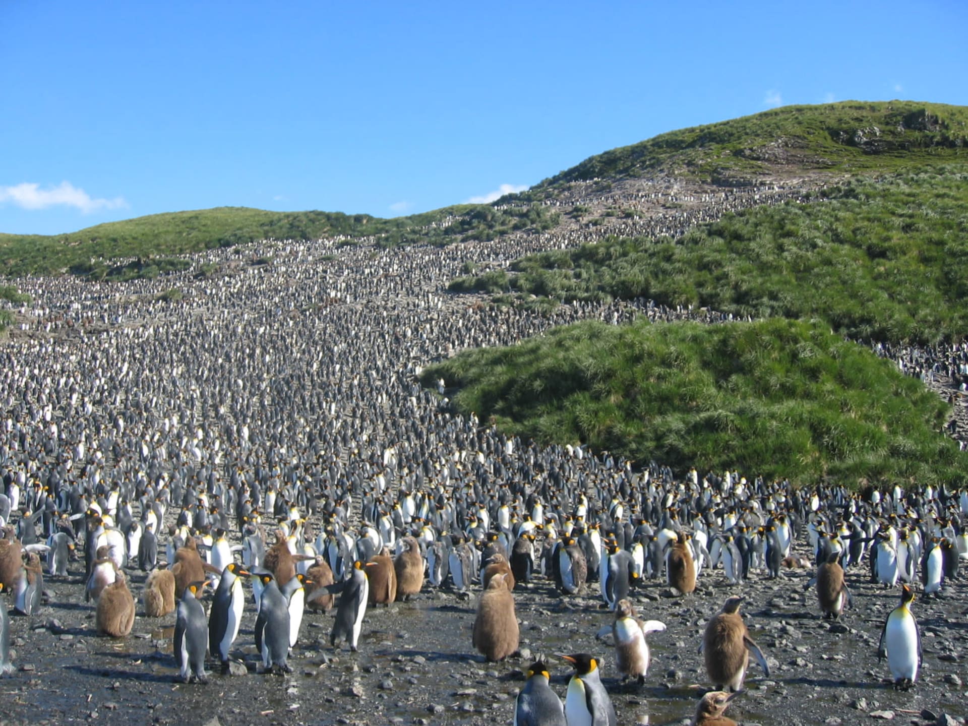 King Penguin Colony in Tierra del Fuego