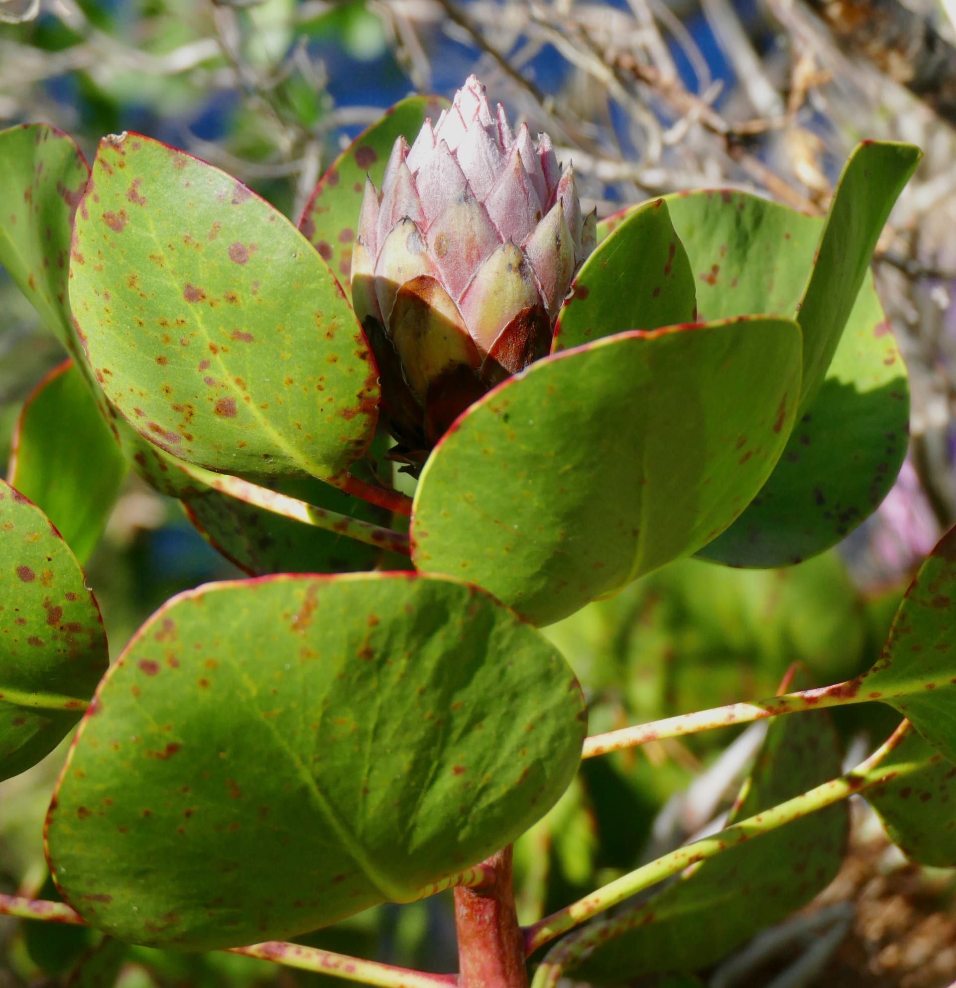 King Protea (Protea cynaroides) Bloom