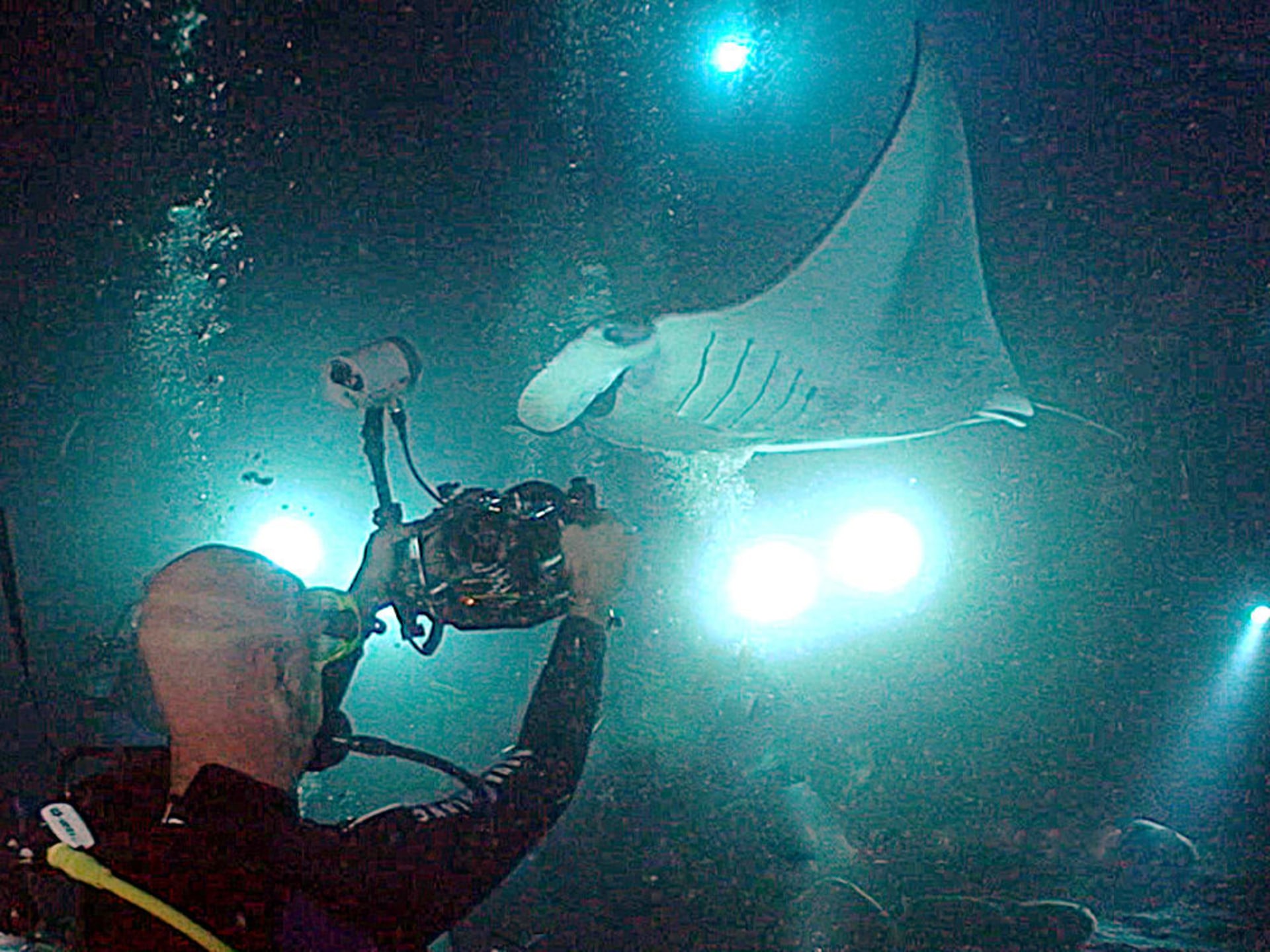 Kona Manta Ray Night Dive