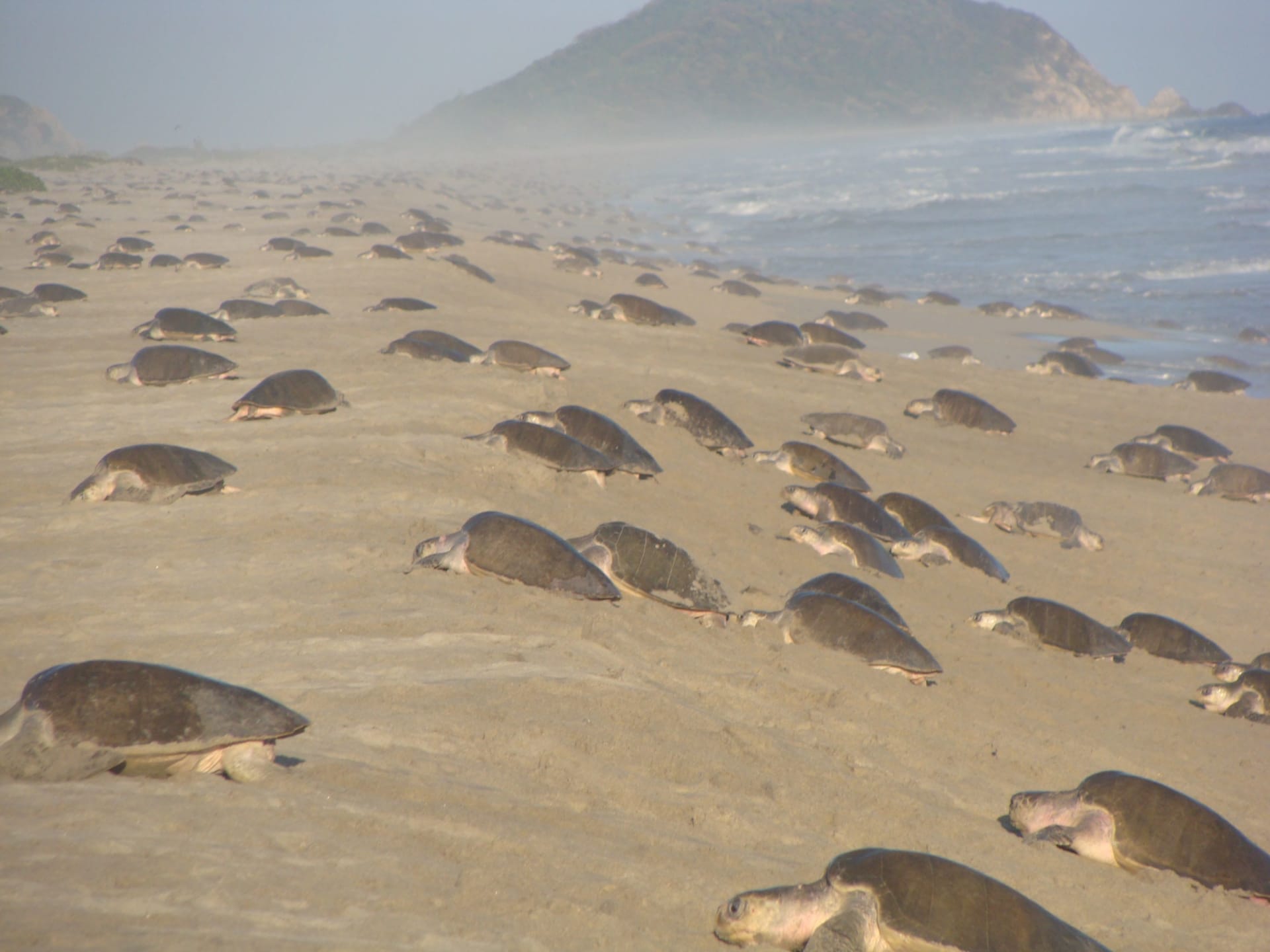 La Flor Olive Ridley Arribada