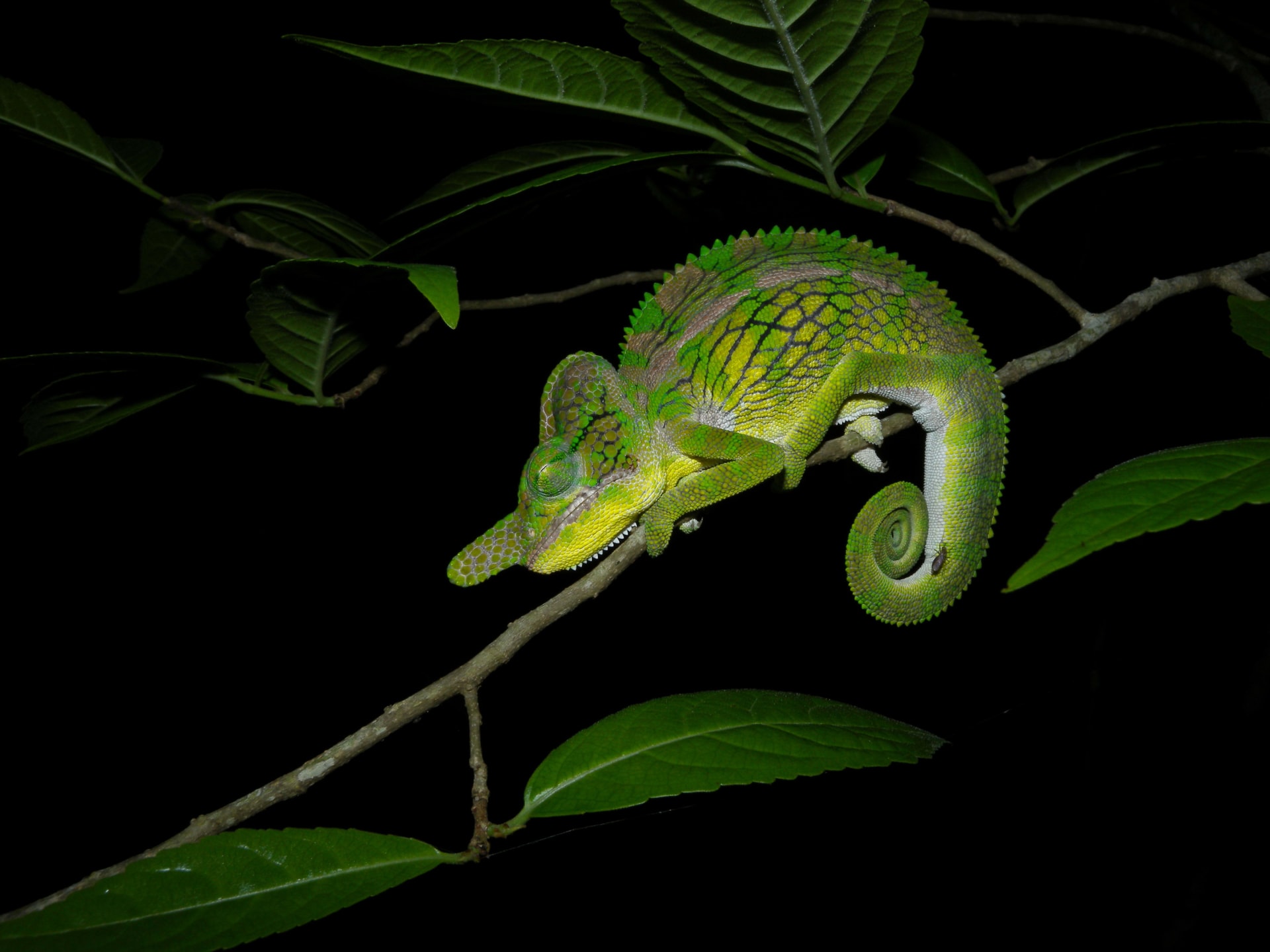 Labord's chameleon synchronous hatching (Kirindy)