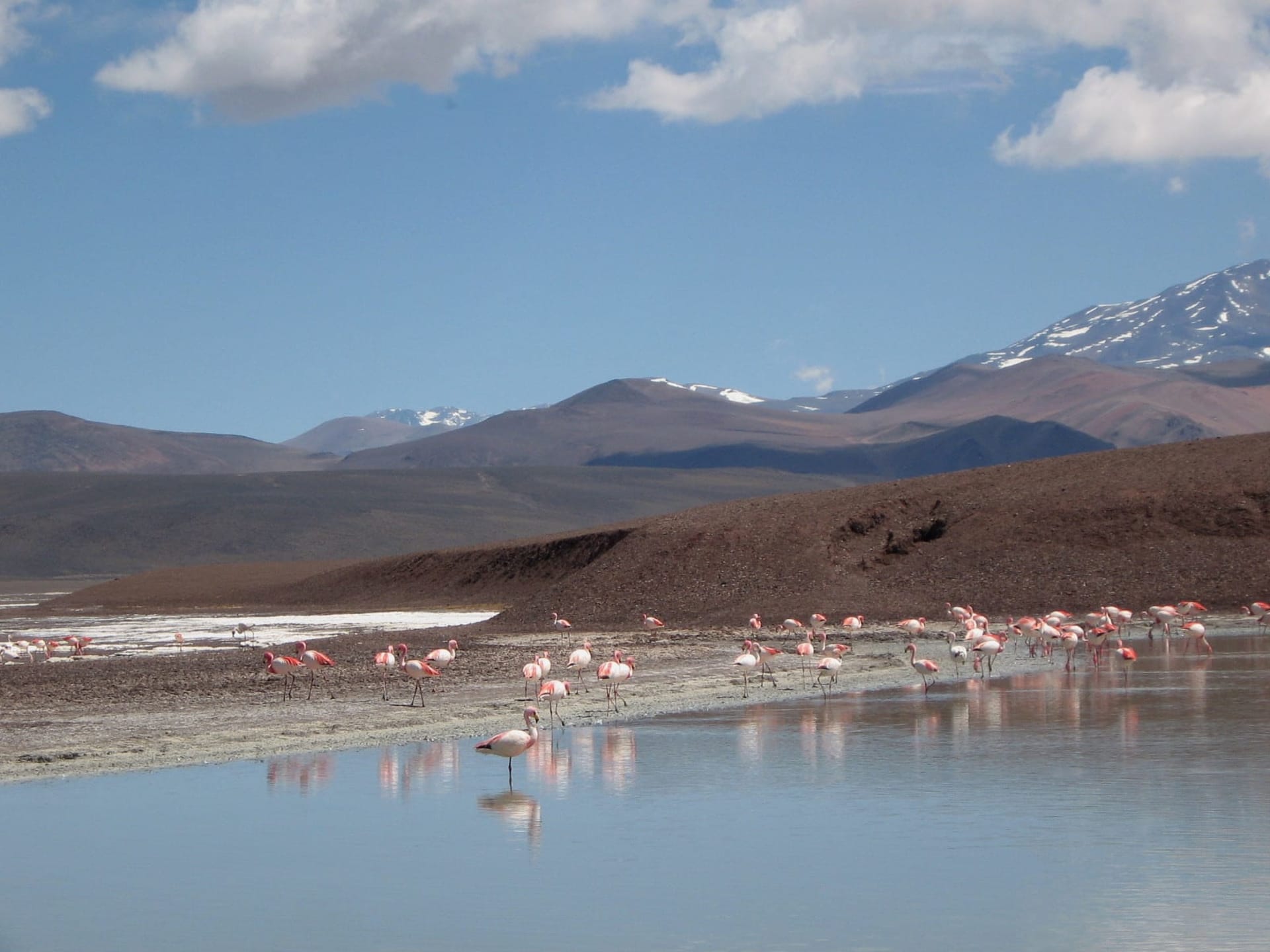Laguna Brava Flamingo Spring Arrival
