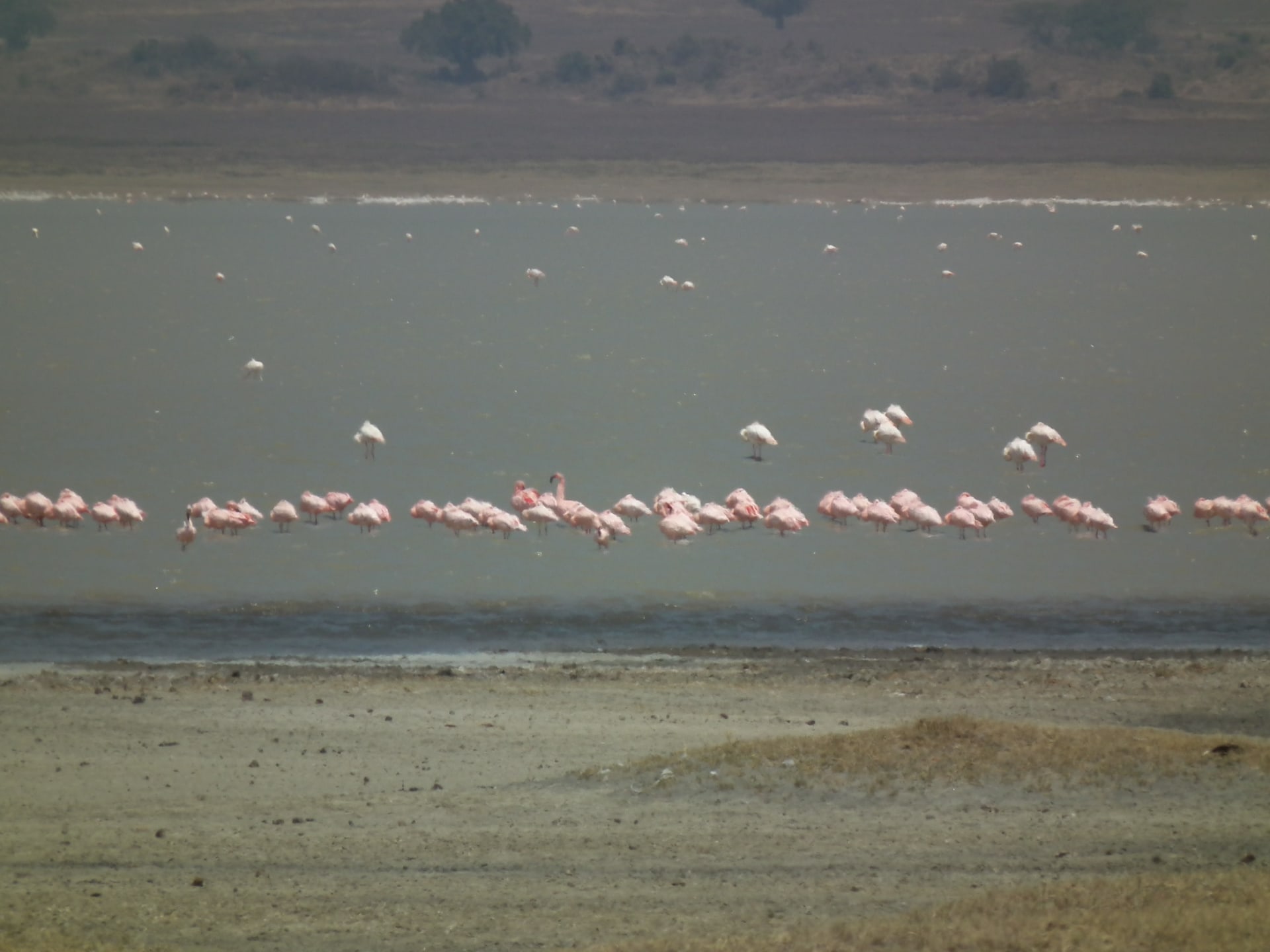 Lake Manyara Flamingo Congregation