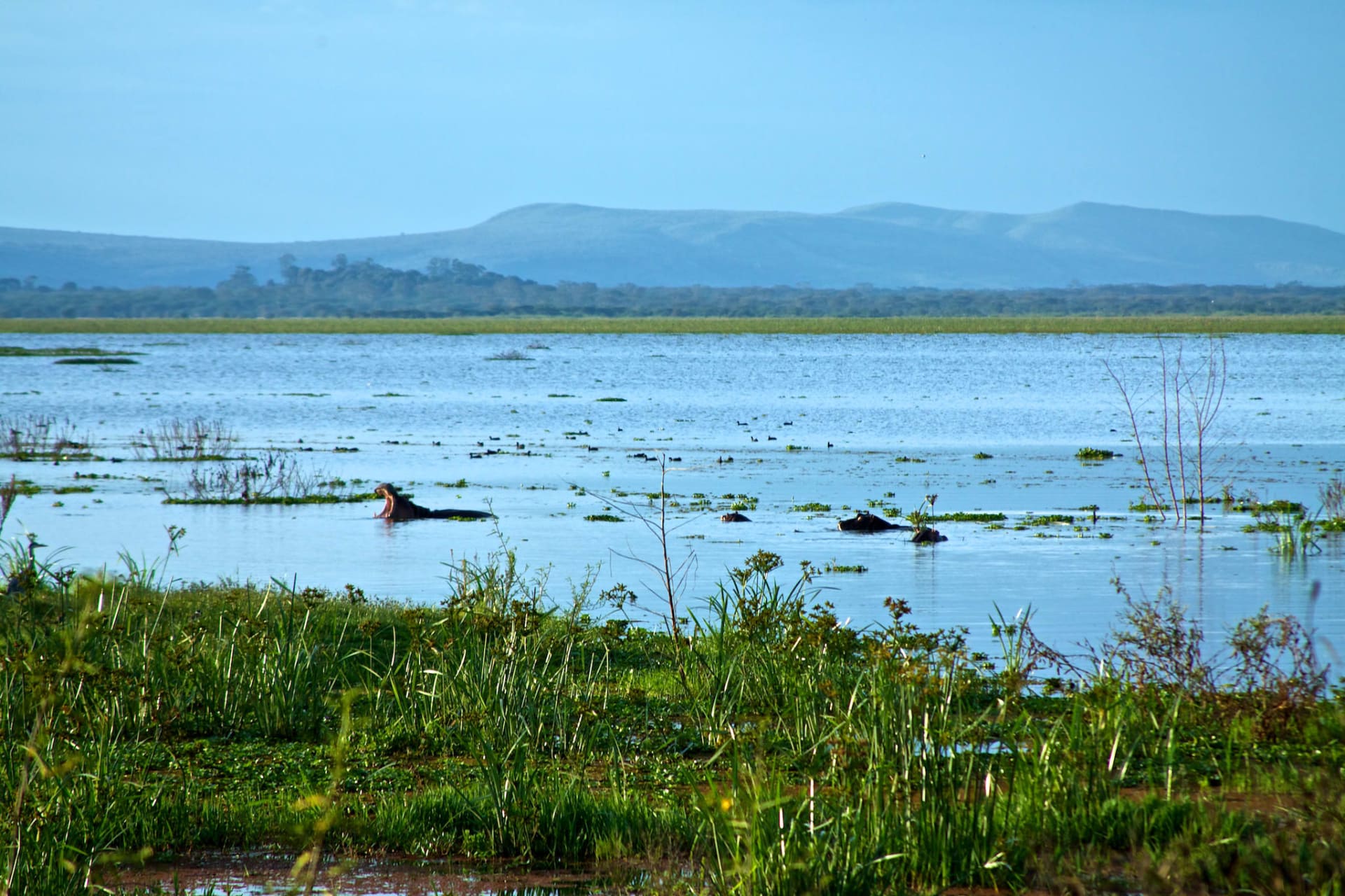 Lake Naivasha Hippo Congregation