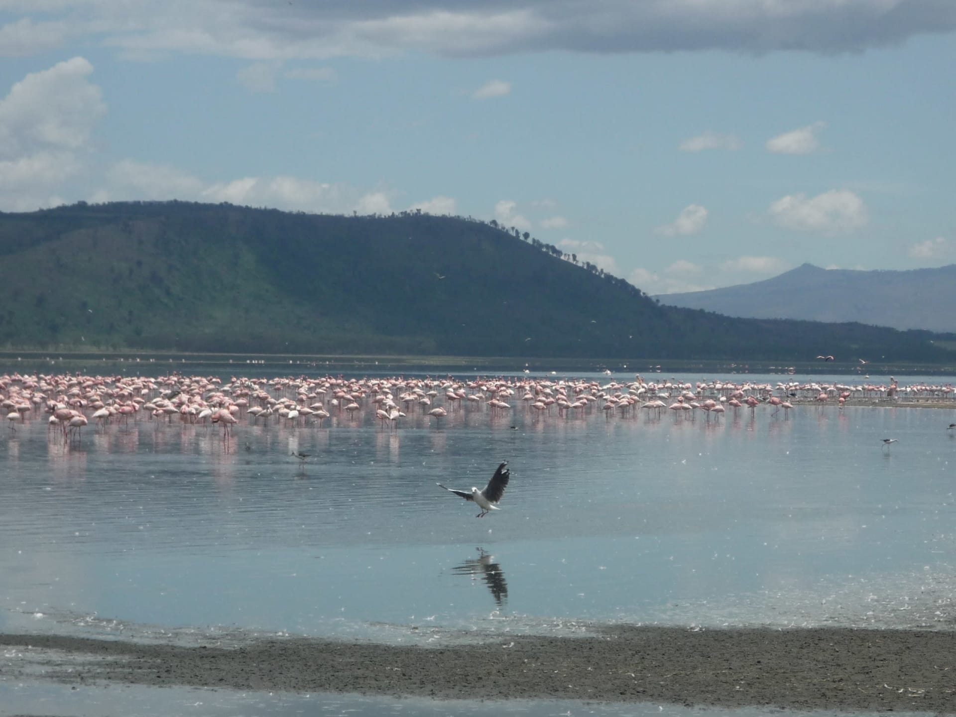Lake Nakuru Flamingo Mega Congregation