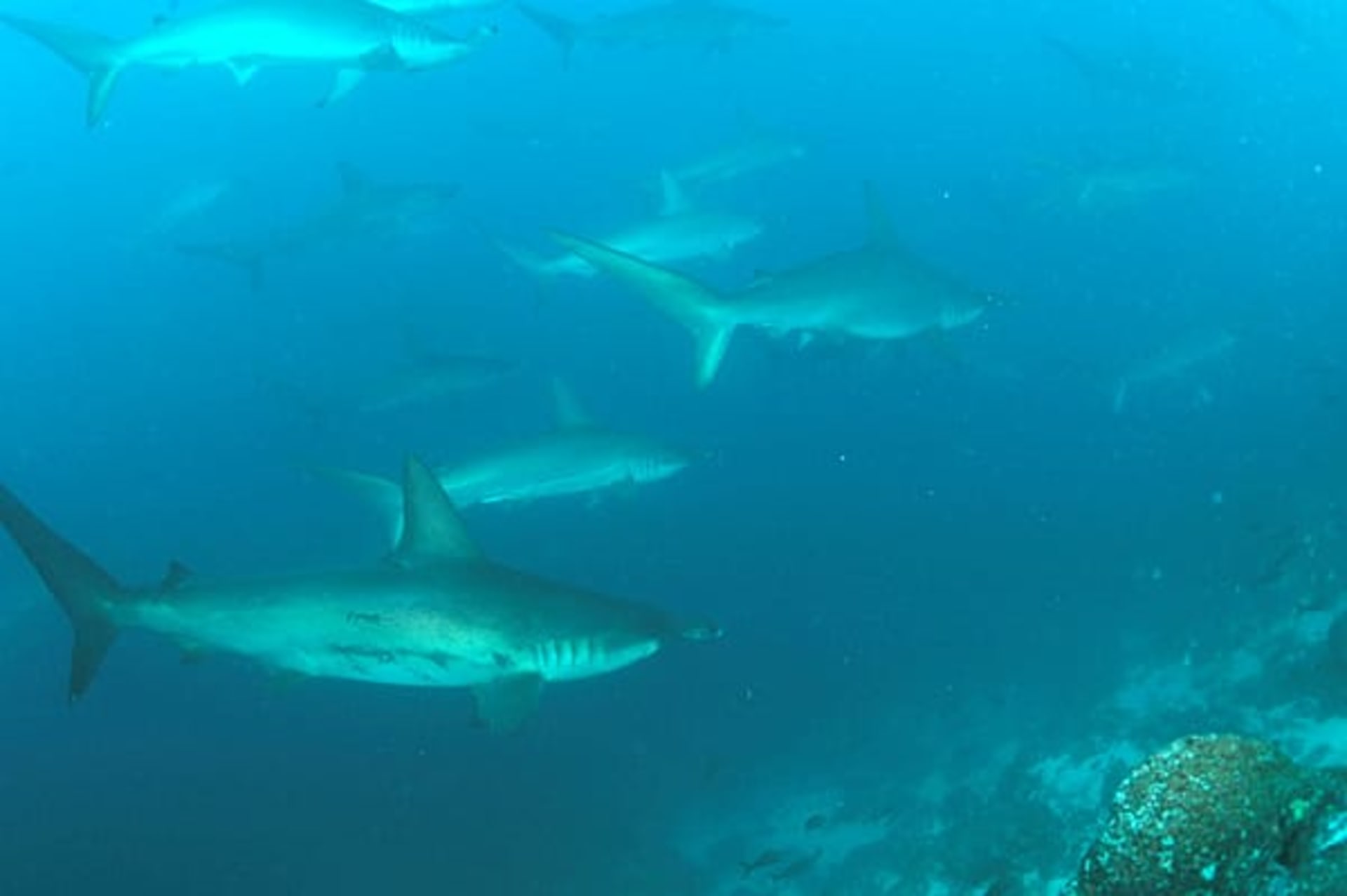 Layang-Layang Hammerhead Shark Aggregation