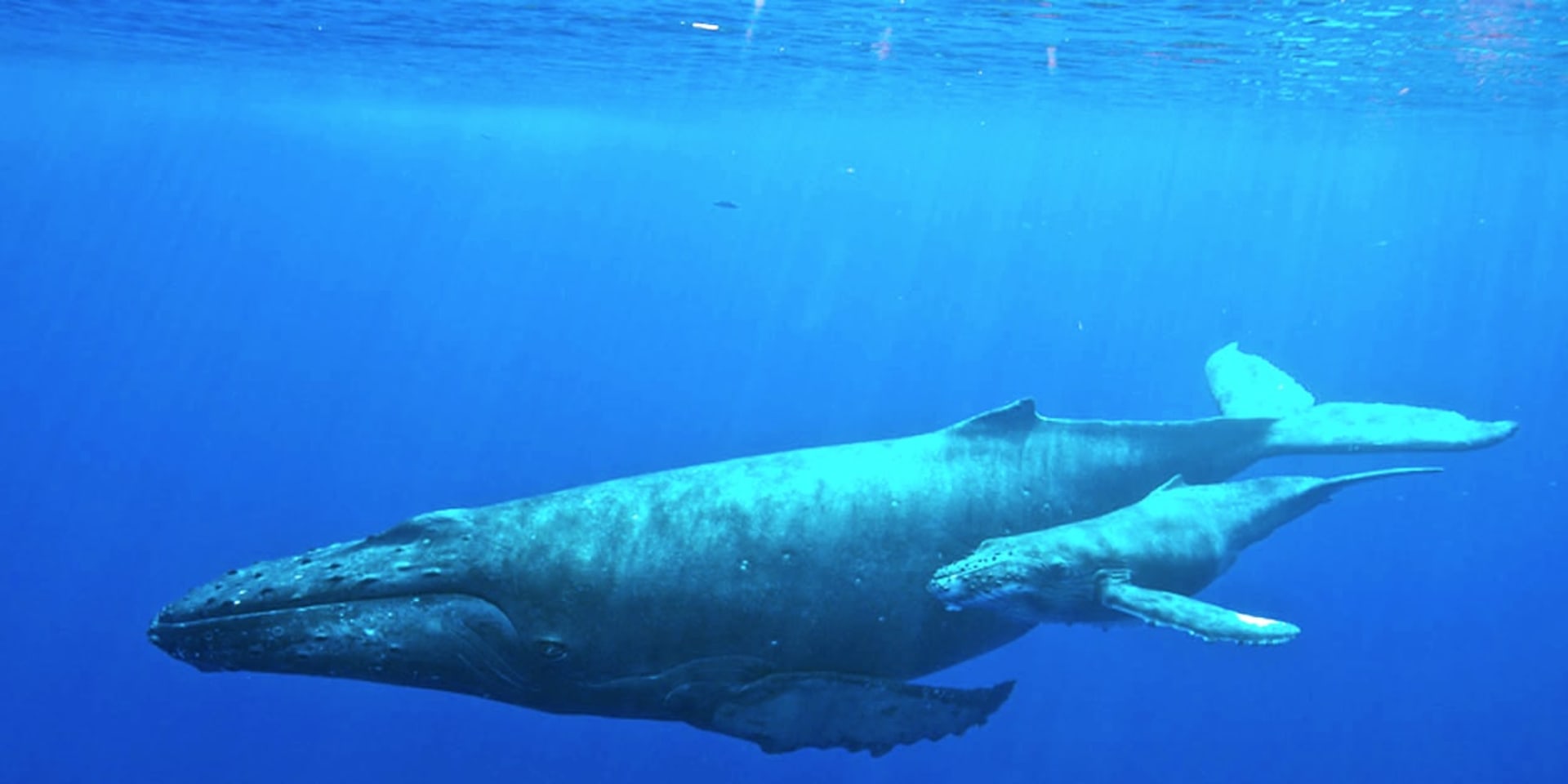 Île Sainte-Marie Humpback Whale Nursery