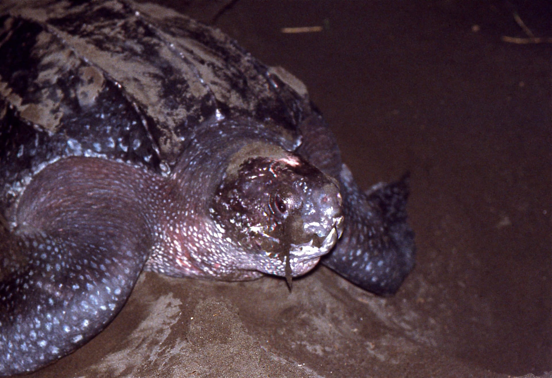 Leatherback Turtle Nesting in Tortuguero