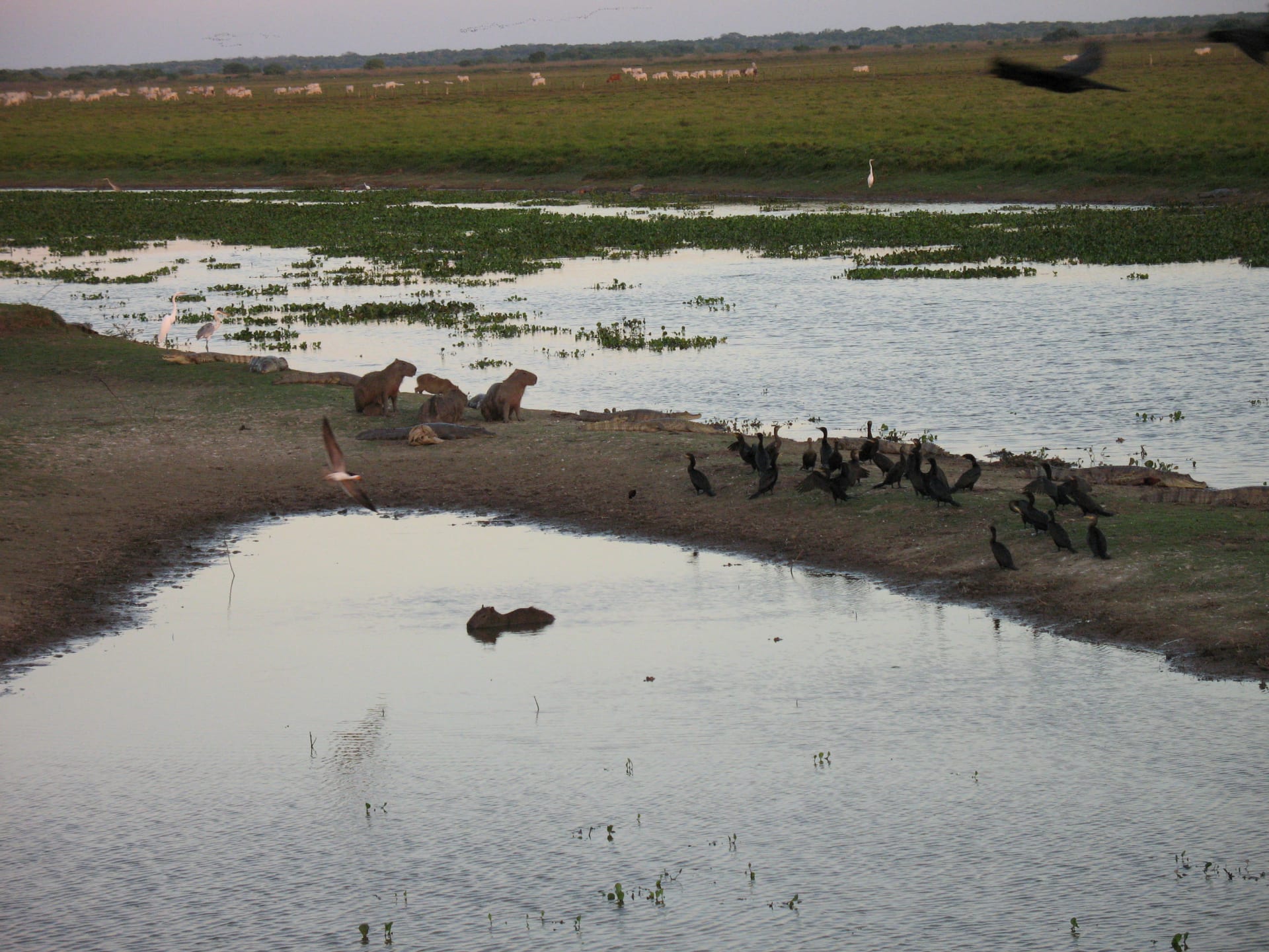 Llanos Dry Season Wildlife Mega Concentration