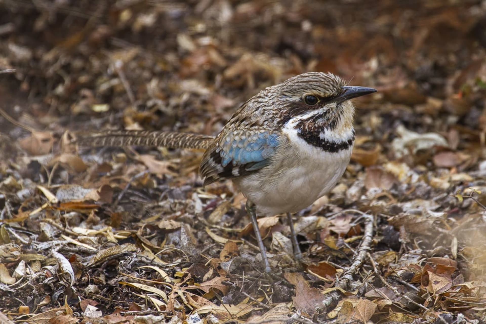 Long-tailed Ground-roller breeding display (Ifaty / Mikea Forest)