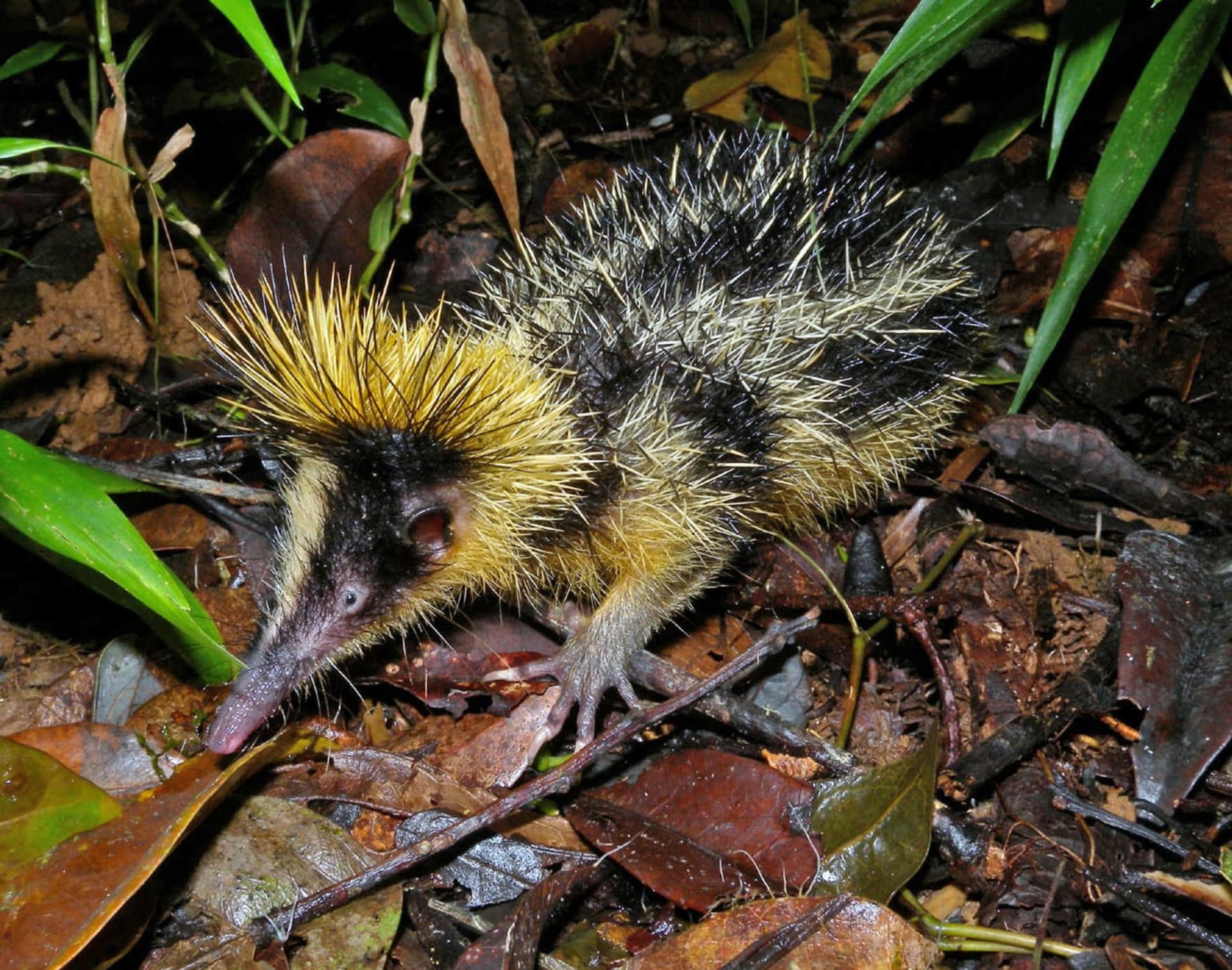 Lowland streaked tenrec emergence (Andasibe)