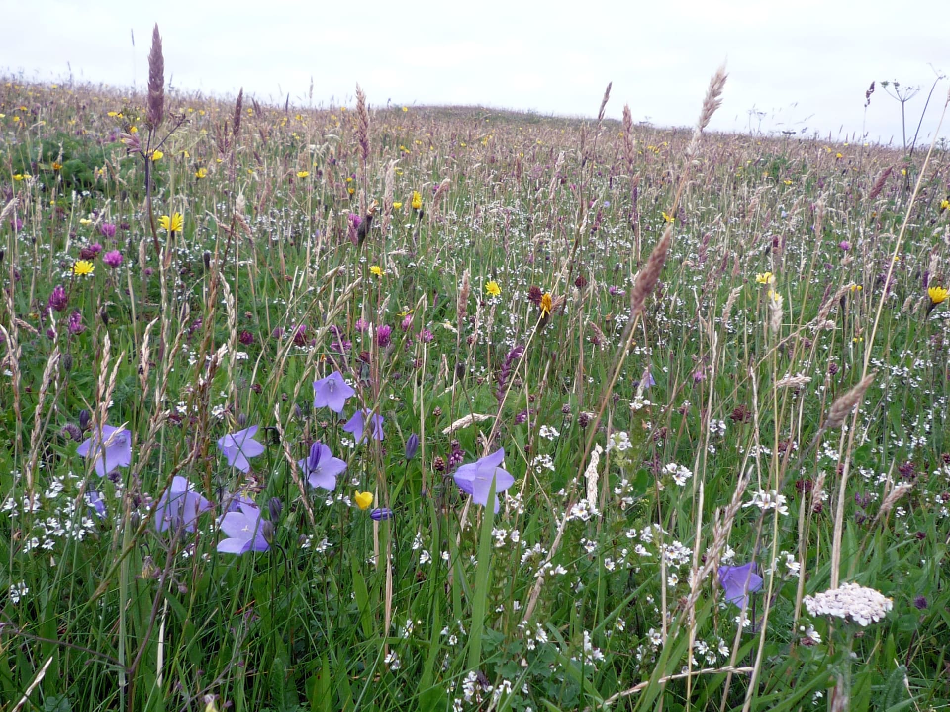 Machair Wildflower Bloom