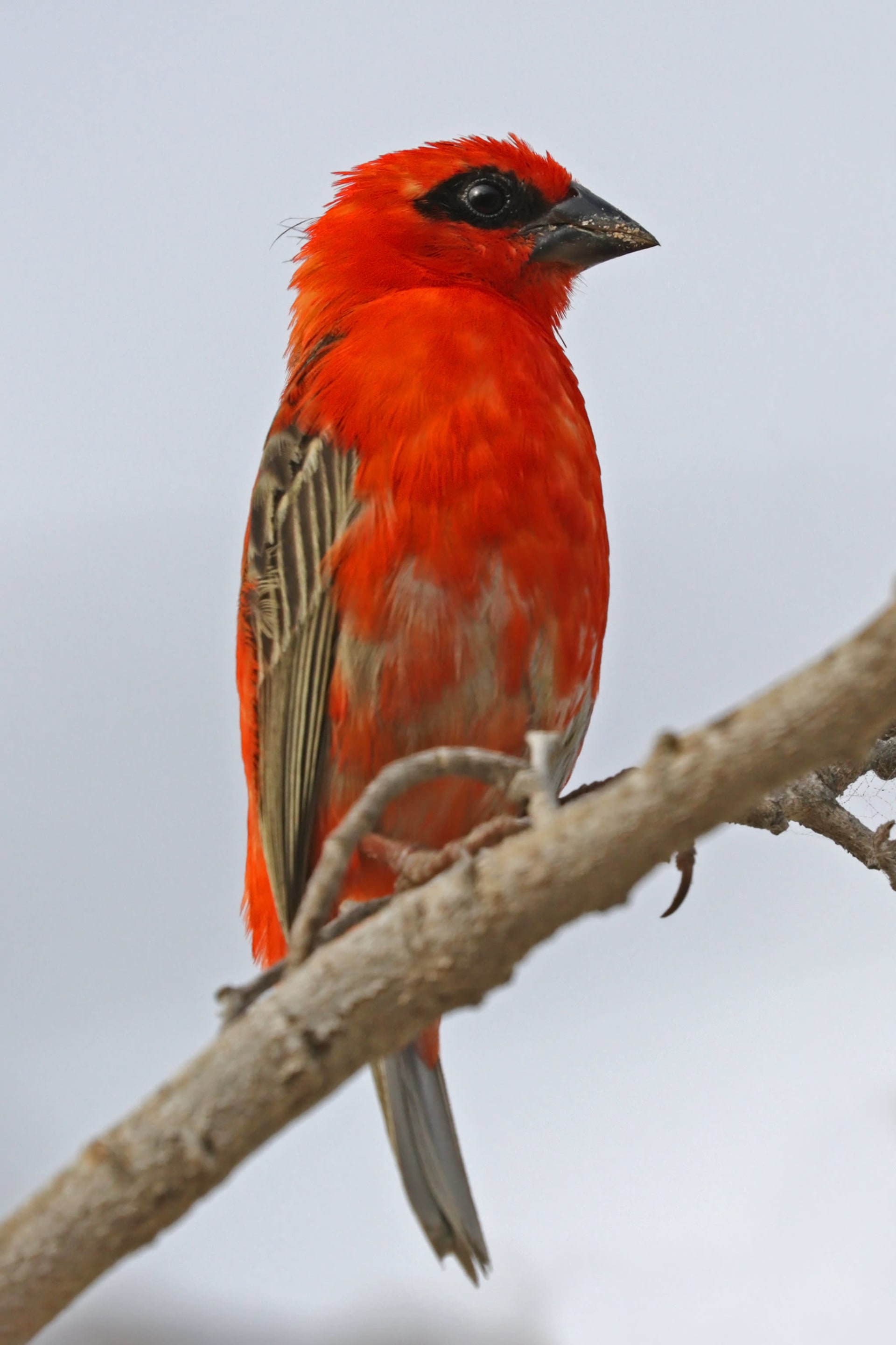 Madagascar endemic bird breeding season