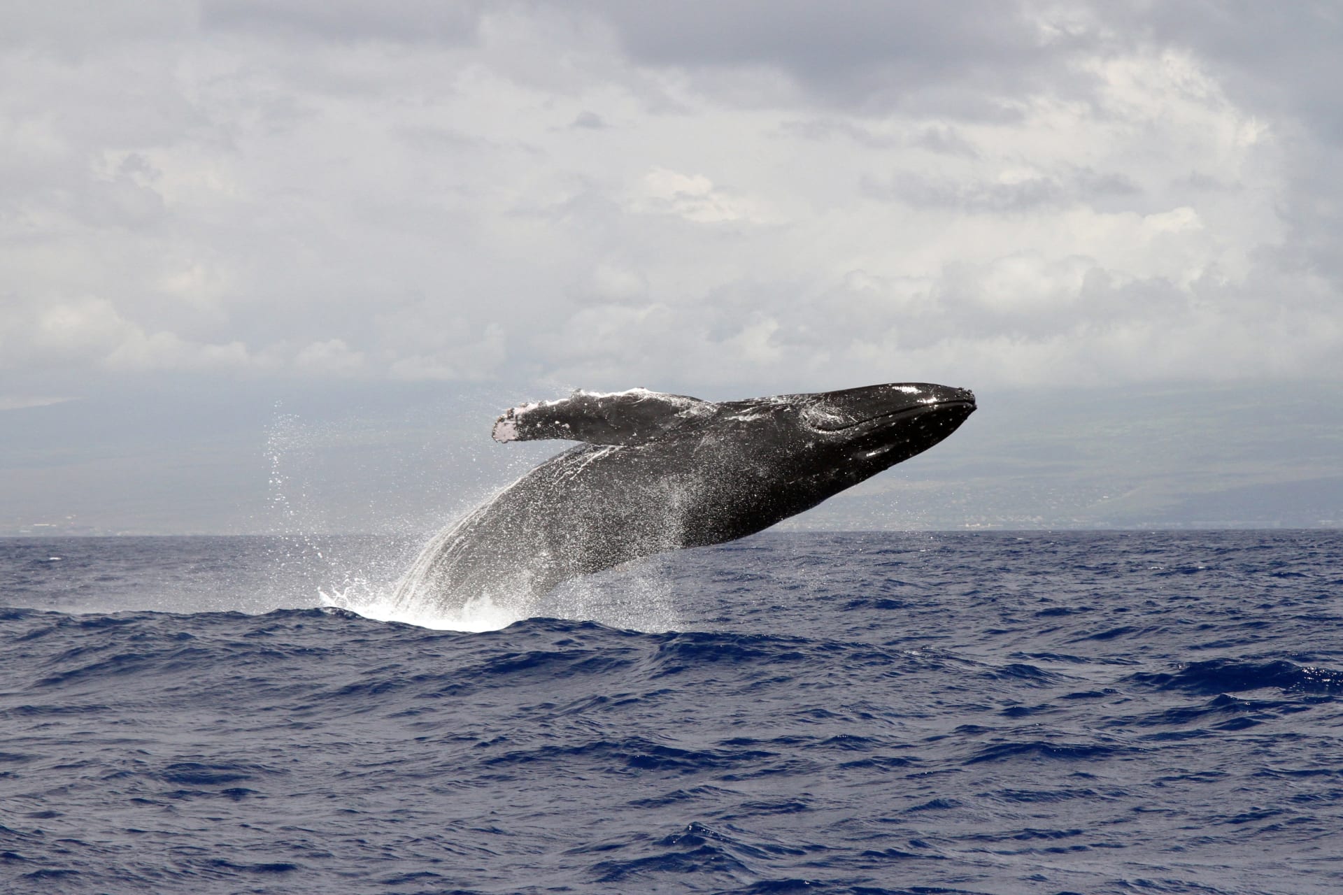 Maui Humpback Whale Competitive Pods